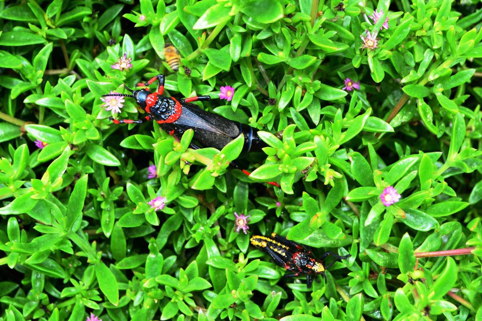 Nikon D5200 sample photo. Grasshopper, koppie foam, rooibaadjie photography