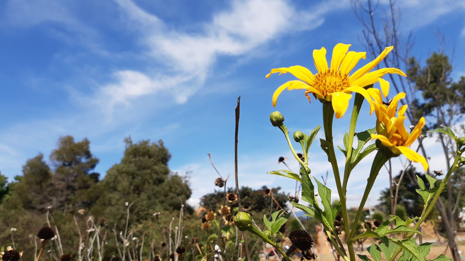 Motorola ONE VISION sample photo. Flowers, clouds, sky photography