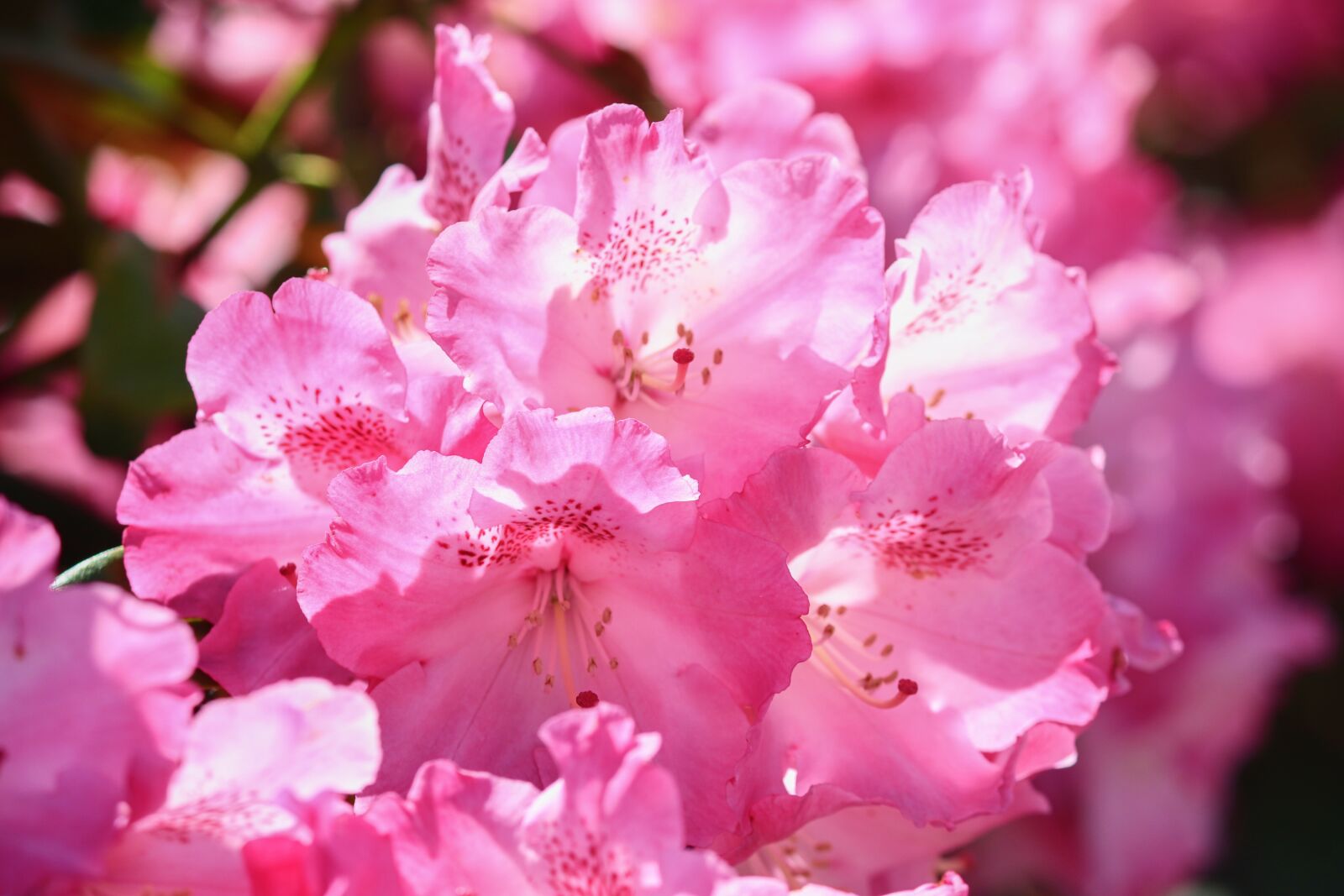 Canon EOS 200D (EOS Rebel SL2 / EOS Kiss X9) sample photo. Rhododendron, pink, flowers photography
