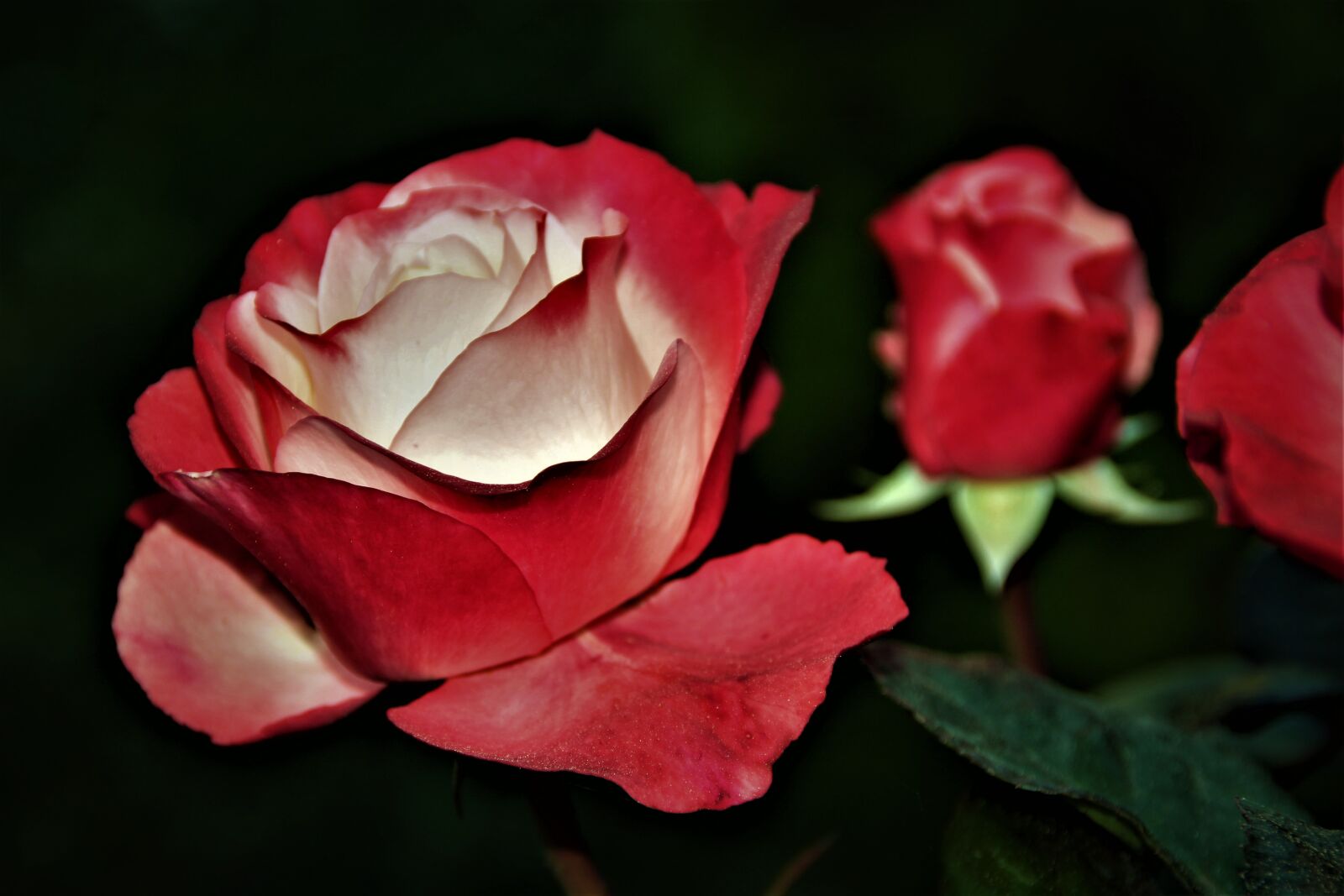 Canon EOS 100D (EOS Rebel SL1 / EOS Kiss X7) sample photo. Flowers, rose, romantic photography