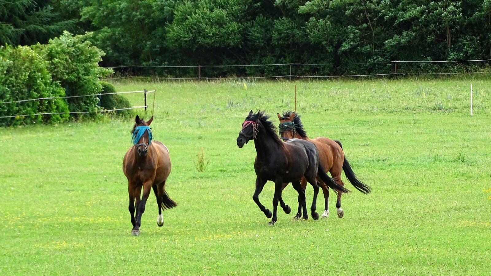 Sony Cyber-shot DSC-HX400V sample photo. Horses, meadow, coupling photography
