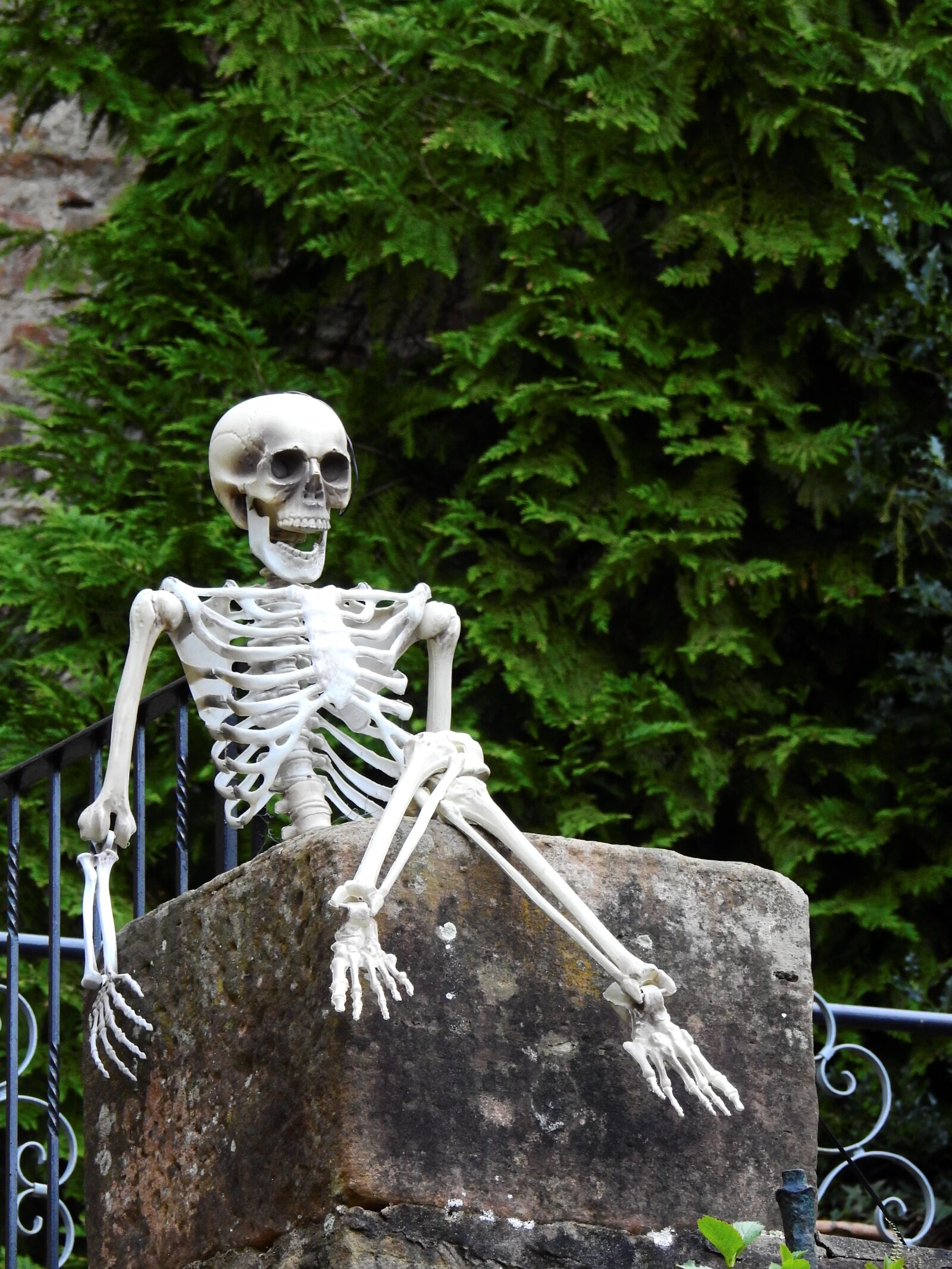 Nikon Coolpix P900 sample photo. Skeleton, frame, bone photography