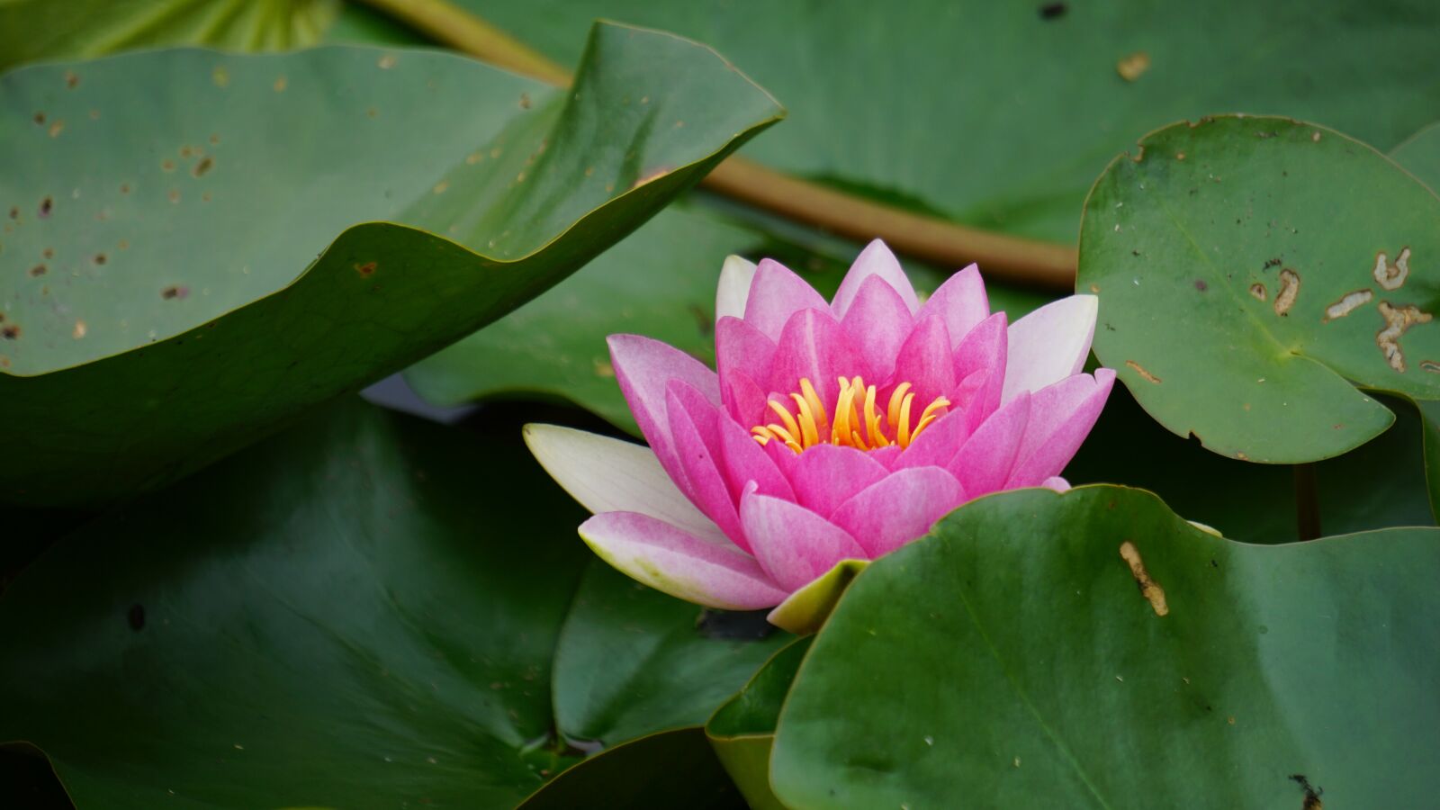 Sony a6000 sample photo. Water lily, flower, pink photography