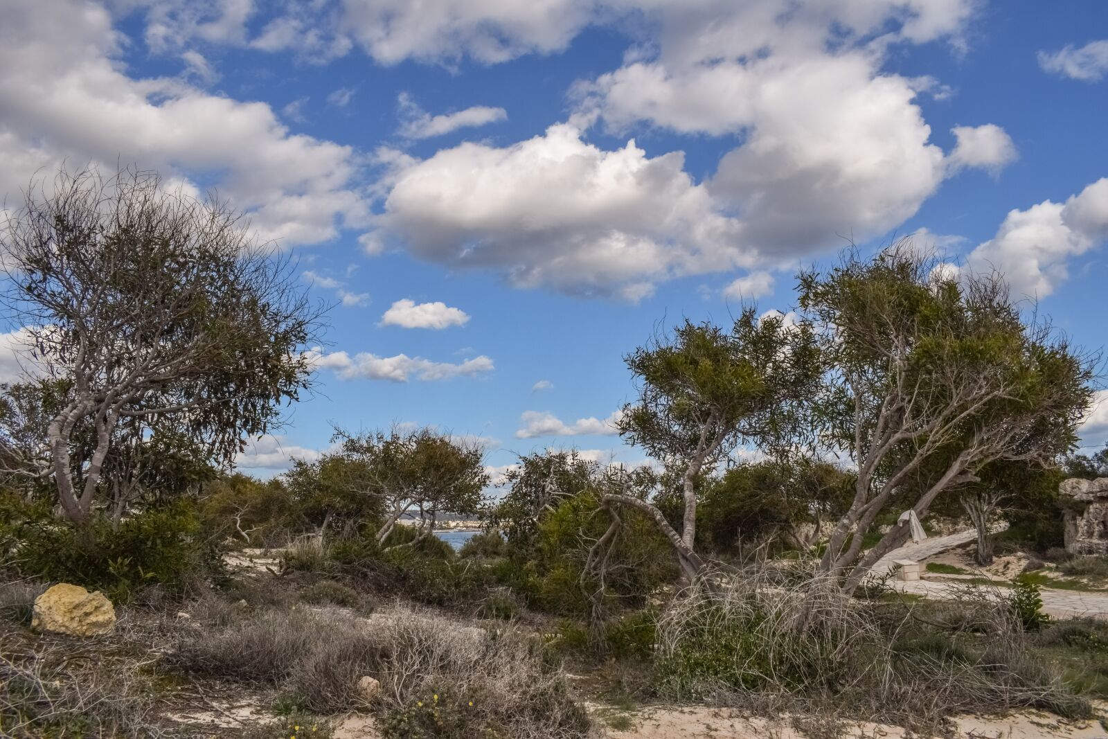 Nikon D3300 sample photo. Trees, coppice, dunes photography