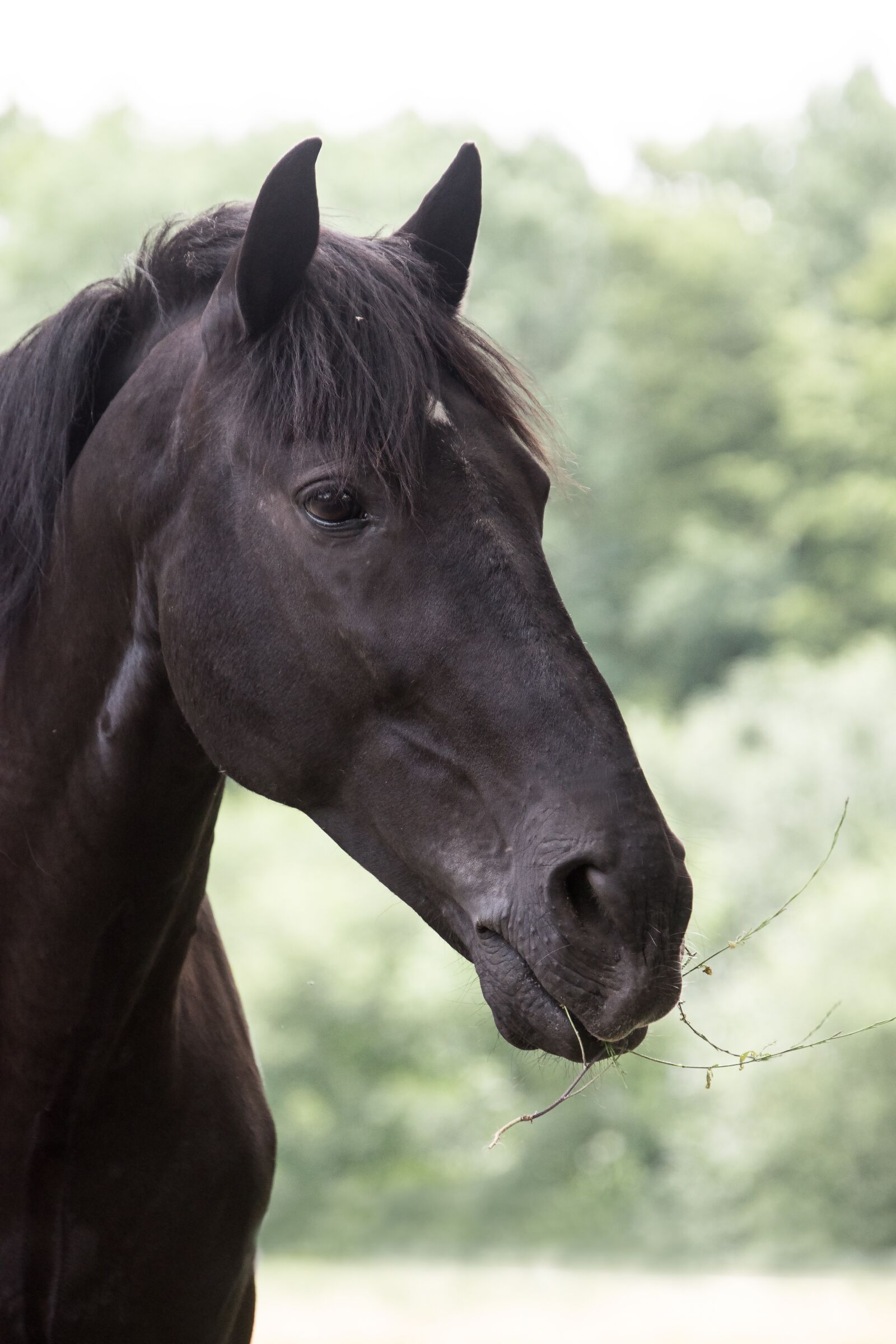Nikon D5600 sample photo. Horse, animal, rap photography
