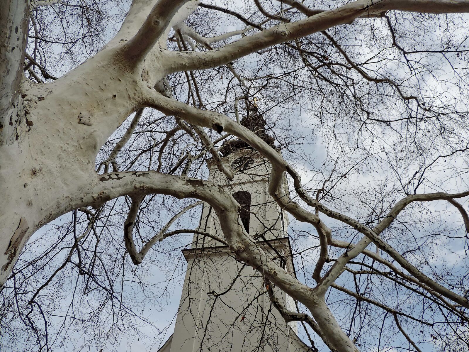 Nikon Coolpix P520 sample photo. Branches, church tower, tree photography