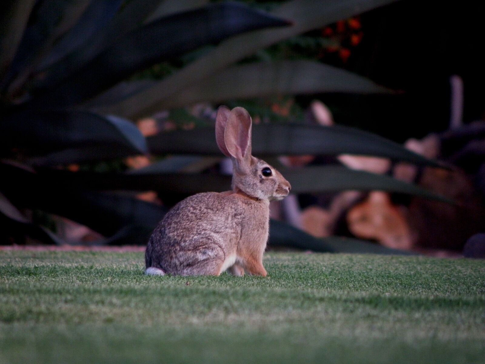 Olympus SP-565UZ sample photo. Rabbit, animal, bunny photography