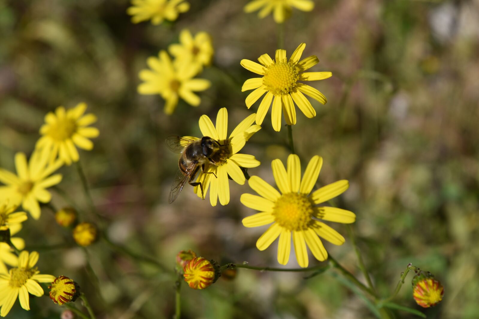 Nikon D5500 sample photo. Daisies, bee, insect photography
