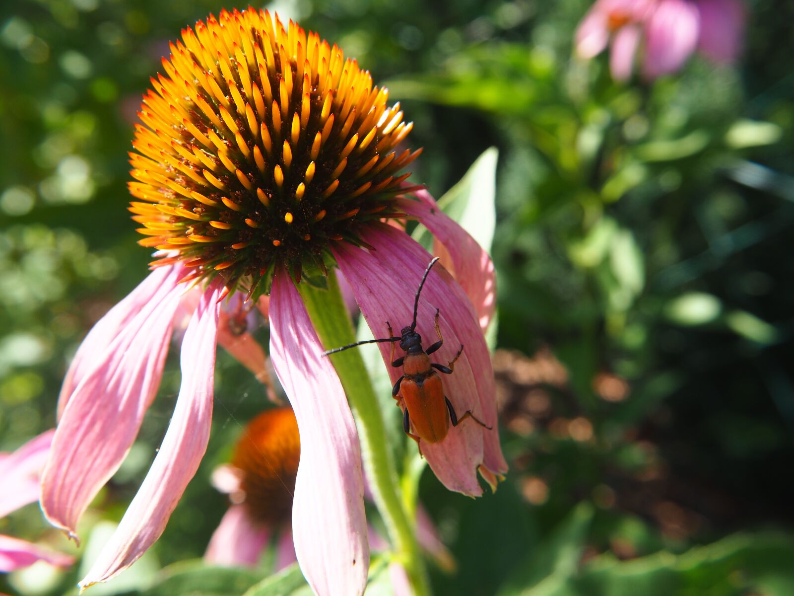 Olympus OM-D E-M10 sample photo. Echinacea, blossom, bloom photography