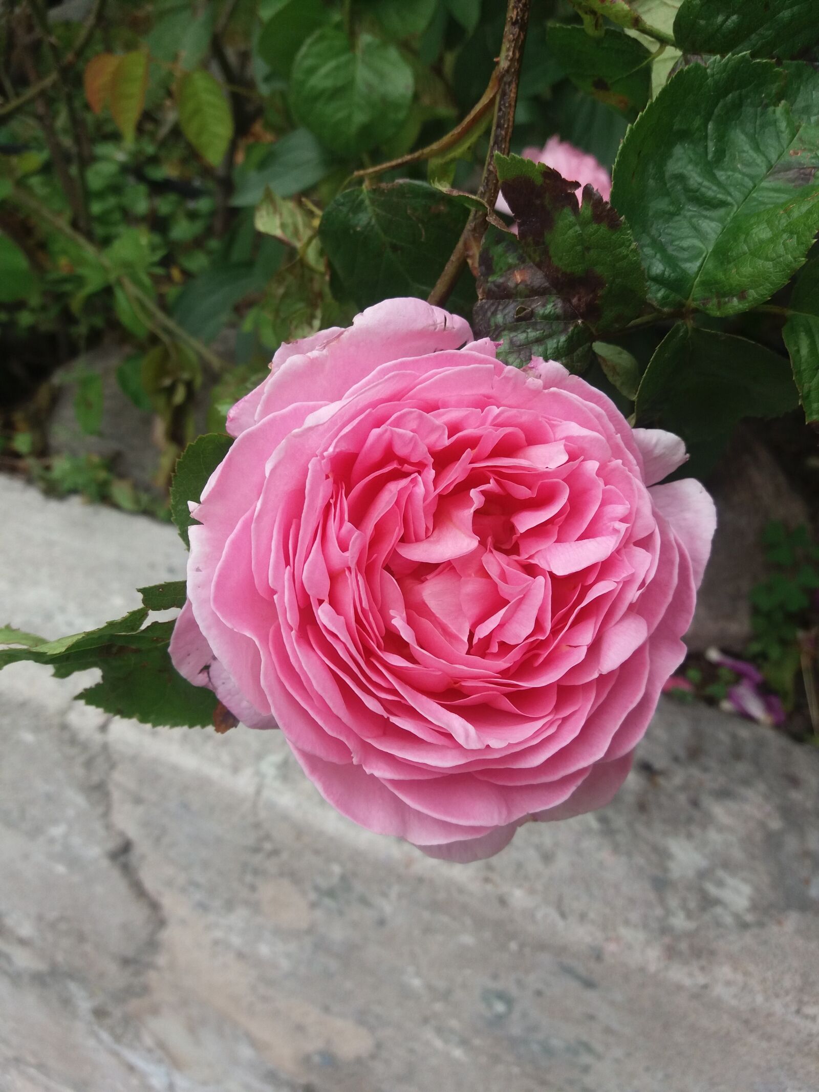 Samsung SM-J500FN sample photo. Rose, pink, masonry photography