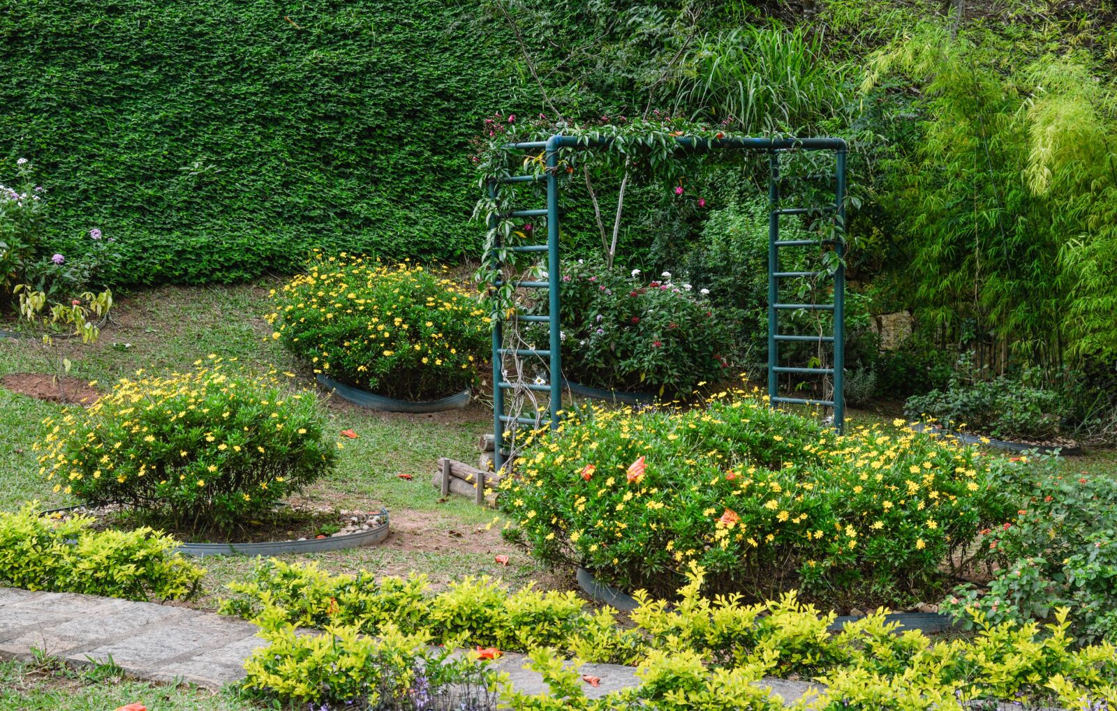 Nikon D3200 sample photo. Garden, nature, plant photography