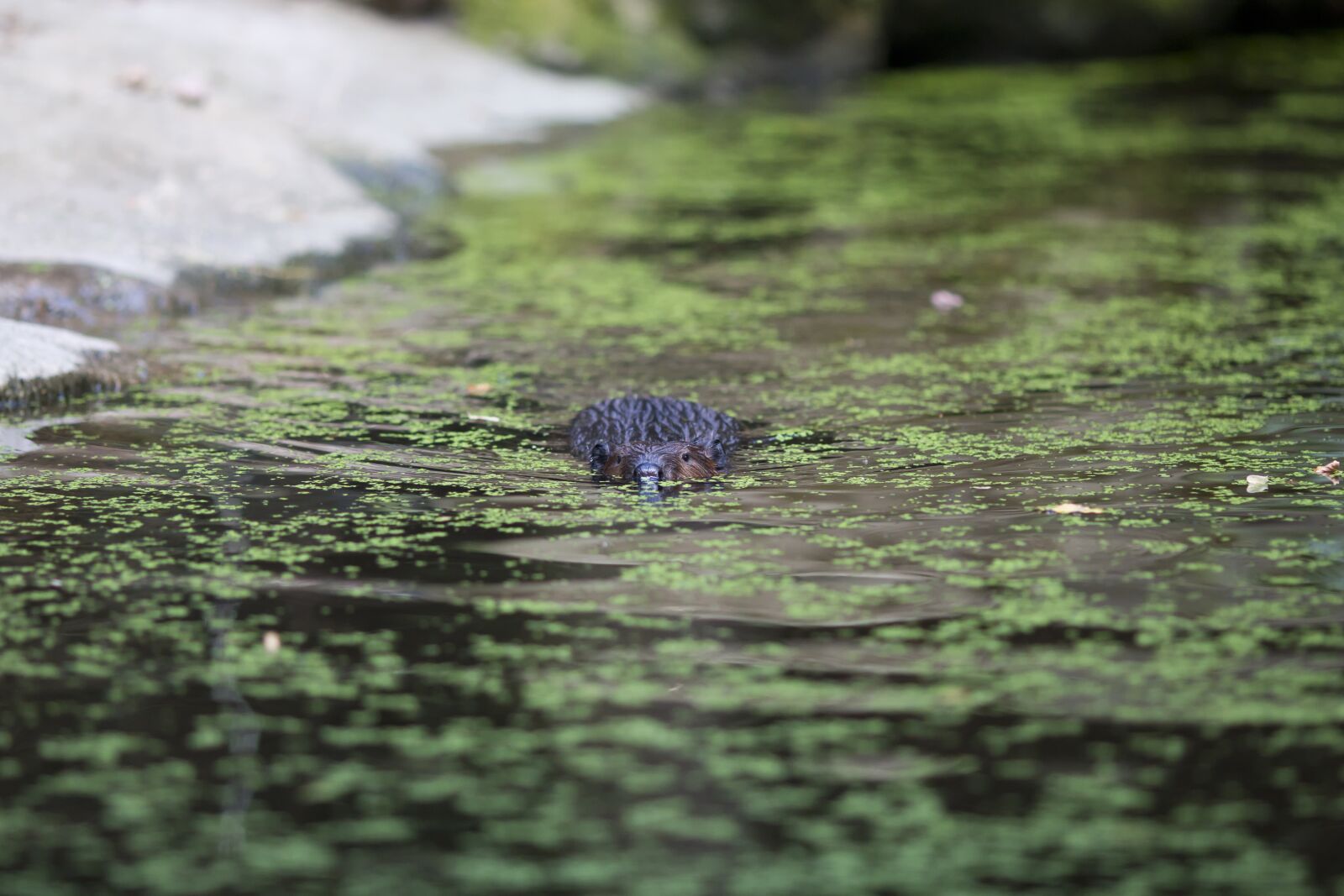 Canon EOS 70D sample photo. Beaver, water, swim photography