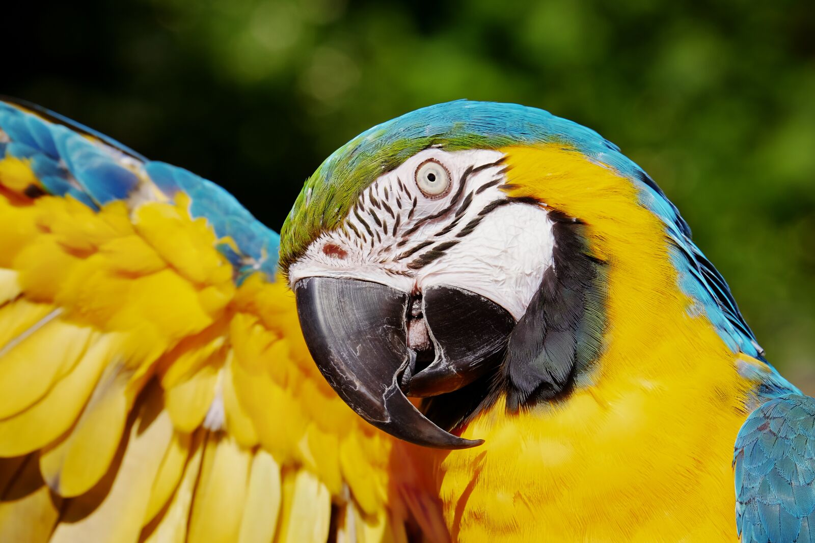 Fujifilm XF 55-200mm F3.5-4.8 R LM OIS sample photo. Ara, parrot, yellow macaw photography