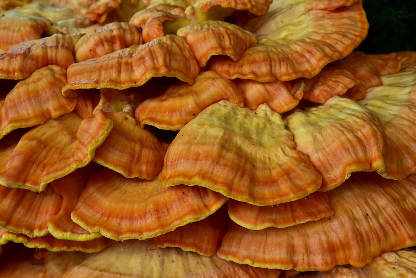 Nikon D750 sample photo. Sulphur ovinus, tree fungus photography