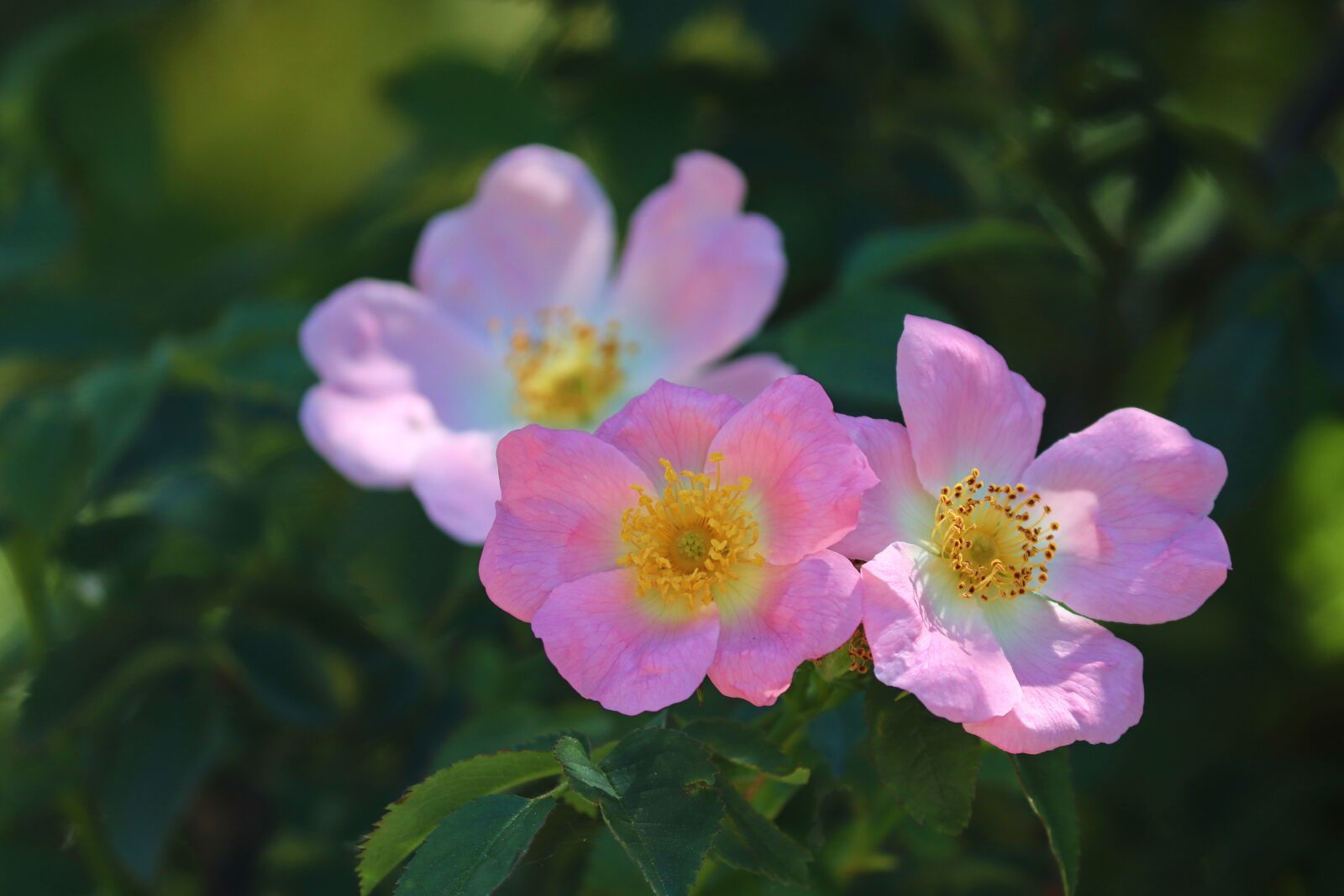 Canon EOS 200D (EOS Rebel SL2 / EOS Kiss X9) sample photo. Heck roses, pink corymbifera photography
