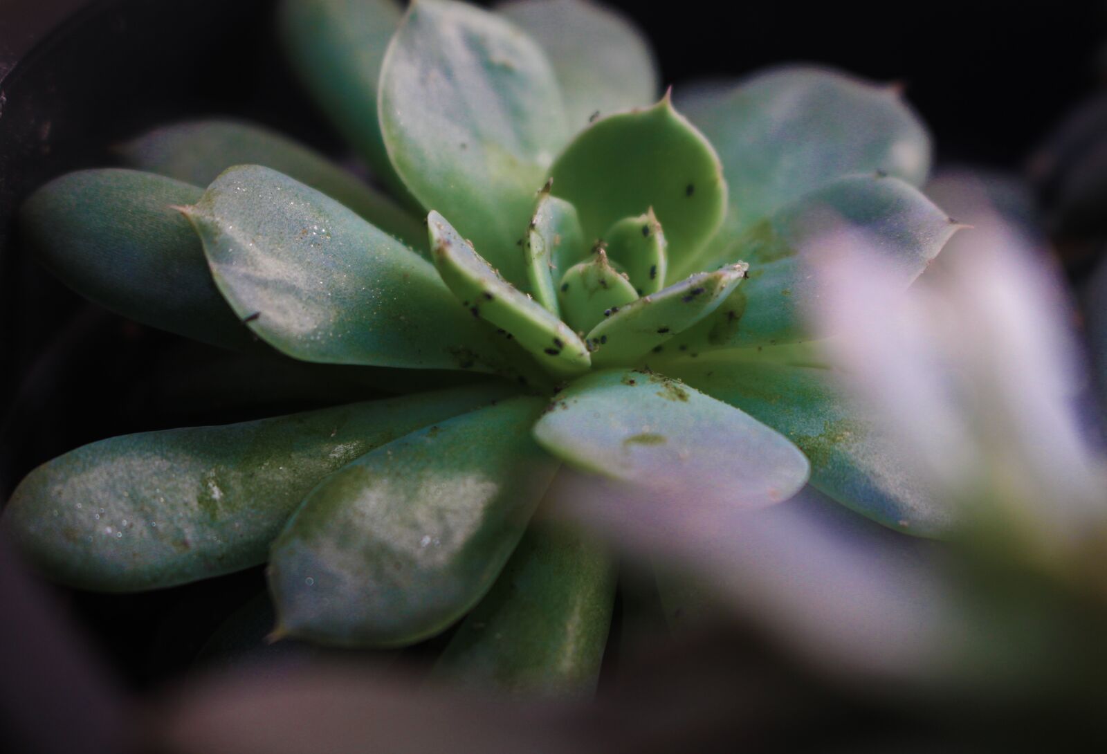 Canon EOS 700D (EOS Rebel T5i / EOS Kiss X7i) sample photo. Succulent, green, plant photography