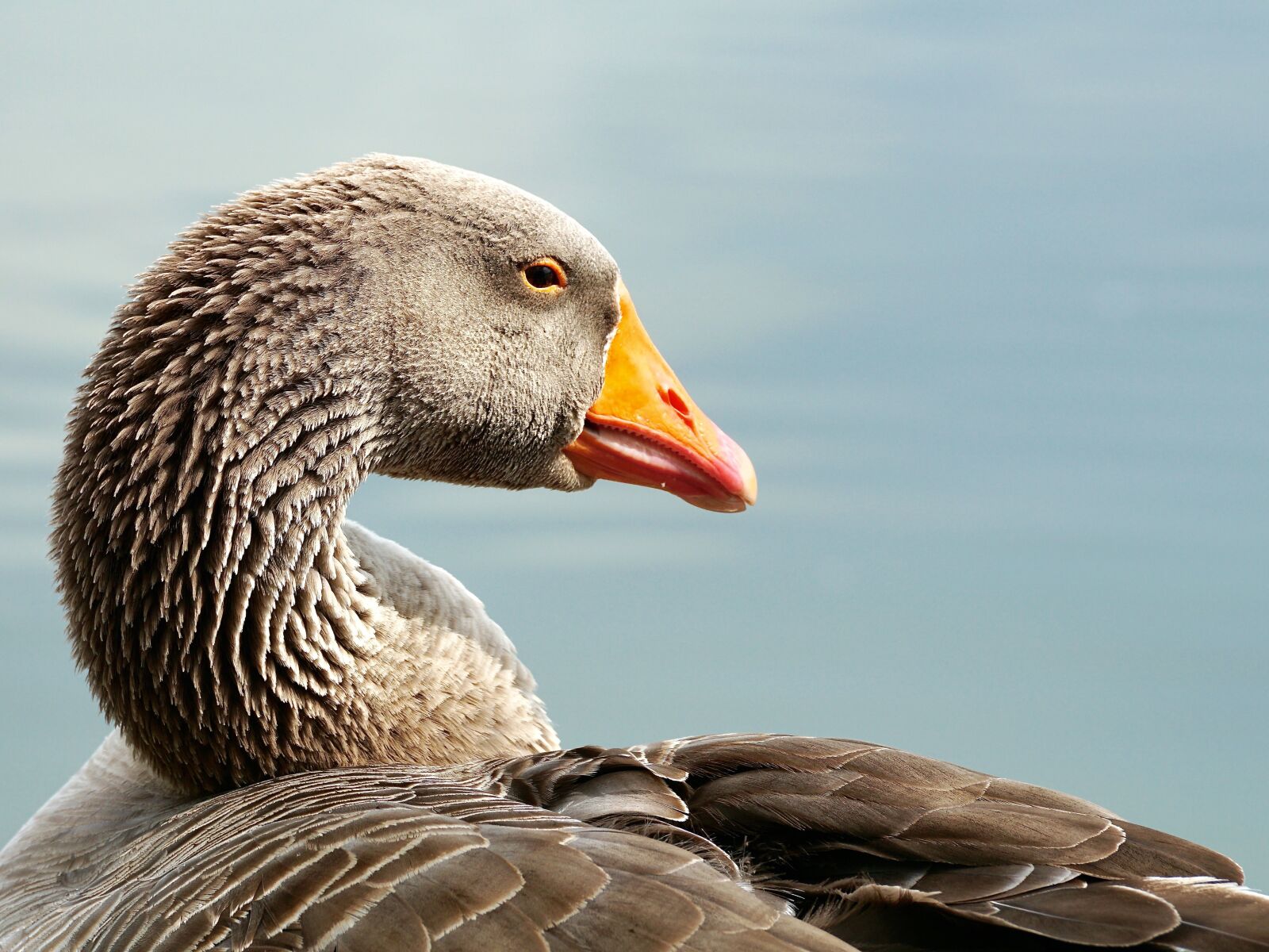 Sony DT 55-300mm F4.5-5.6 SAM sample photo. Wild goose, bird, water photography