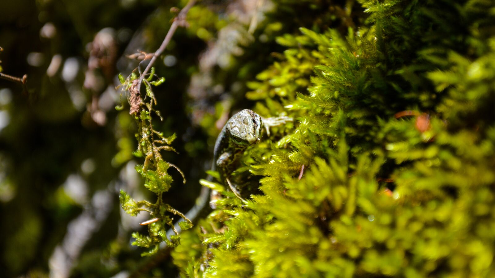 Nikon D3200 sample photo. Lizard, nature, hi photography