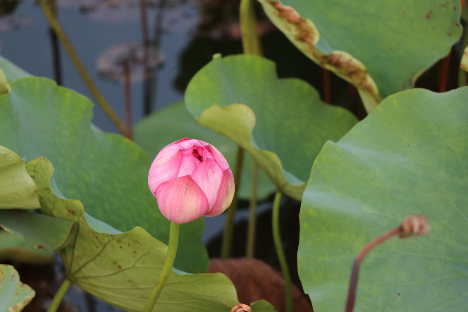 Canon EOS 80D sample photo. Lotus, bloom photography