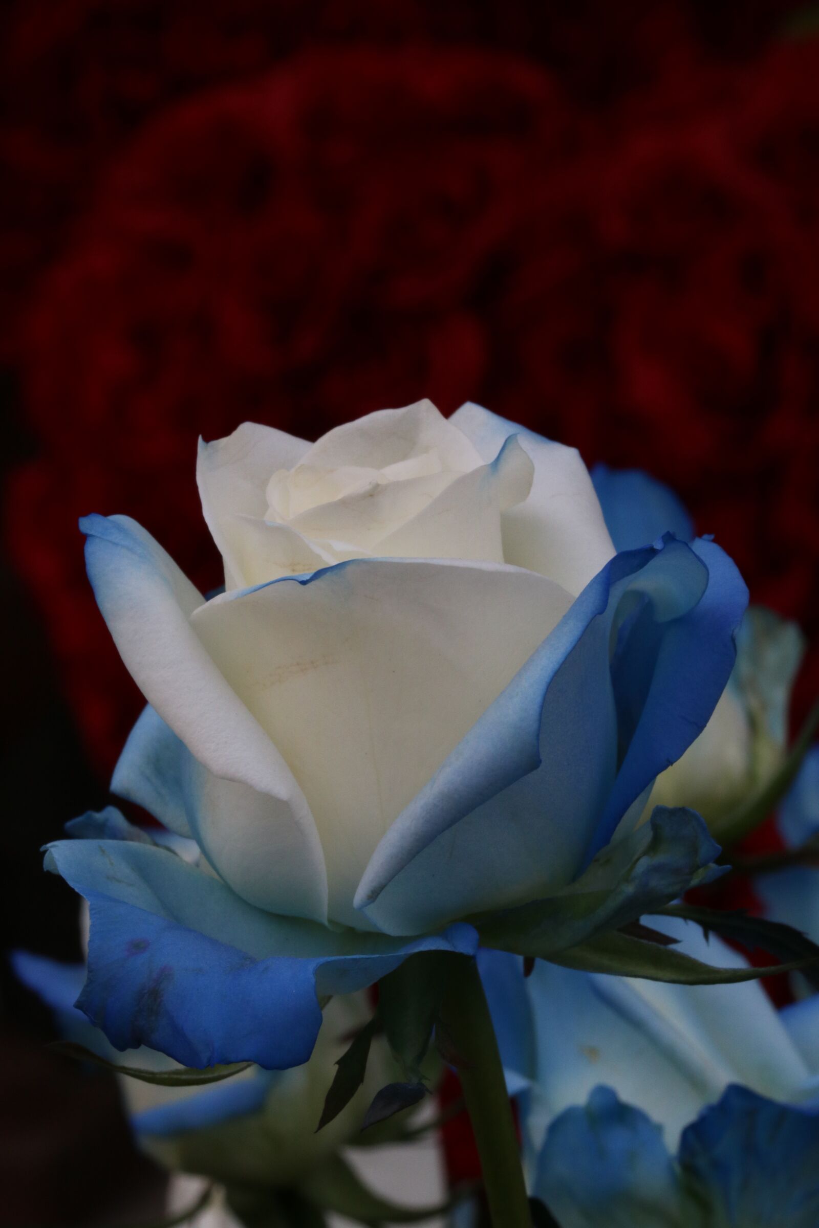 Canon EOS 750D (EOS Rebel T6i / EOS Kiss X8i) sample photo. Rose, flowers, rose garden photography