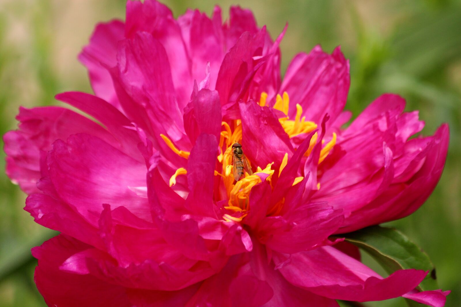 Canon EOS 650D (EOS Rebel T4i / EOS Kiss X6i) sample photo. Peony, pink flower, closeup photography