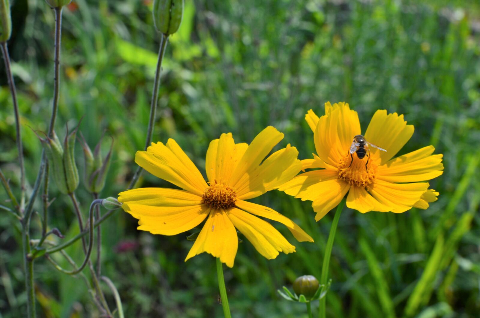 Nikon D5100 sample photo. Daisies, wildflowers, api photography