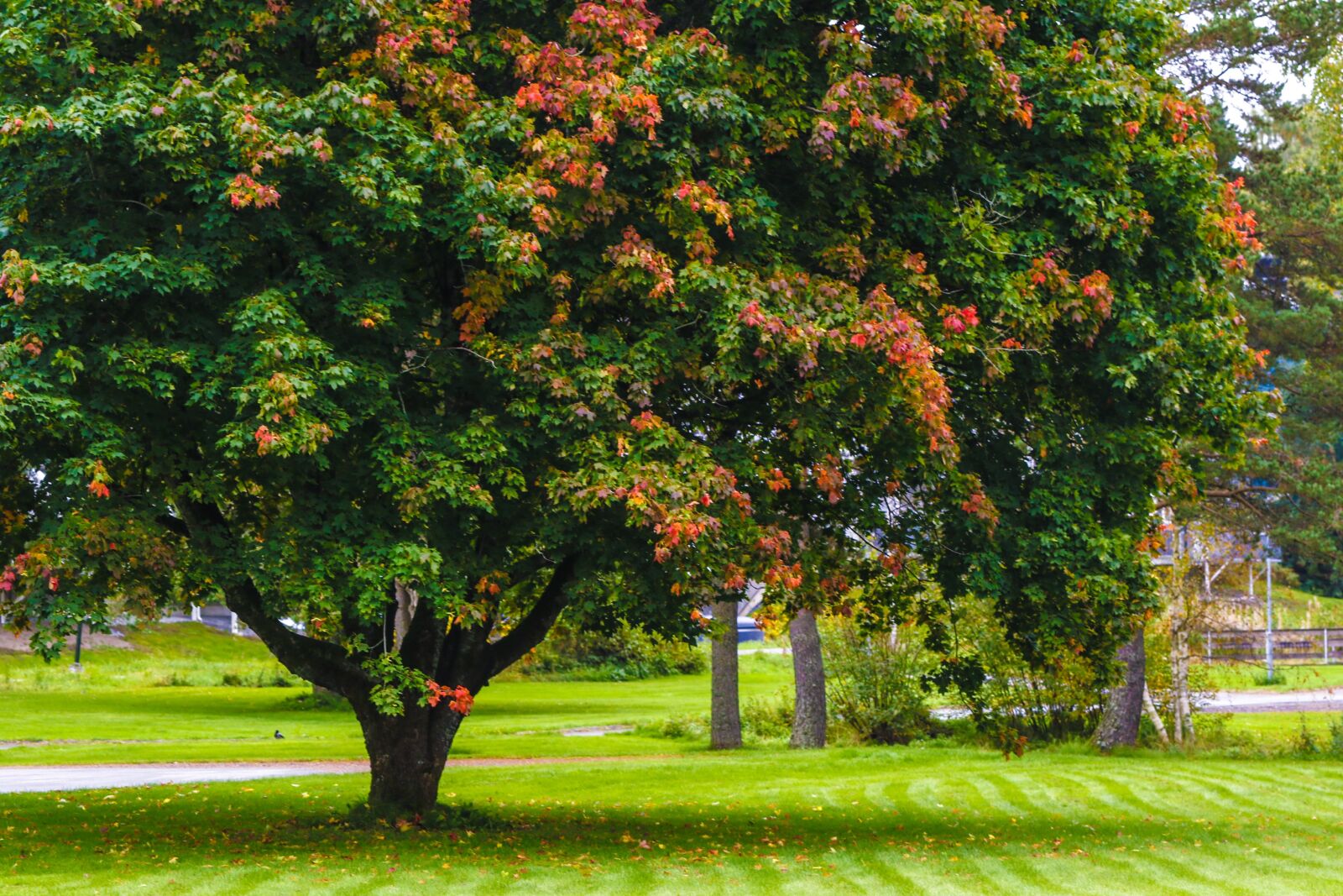 Canon EOS 7D Mark II sample photo. Tree, autumn, fall photography
