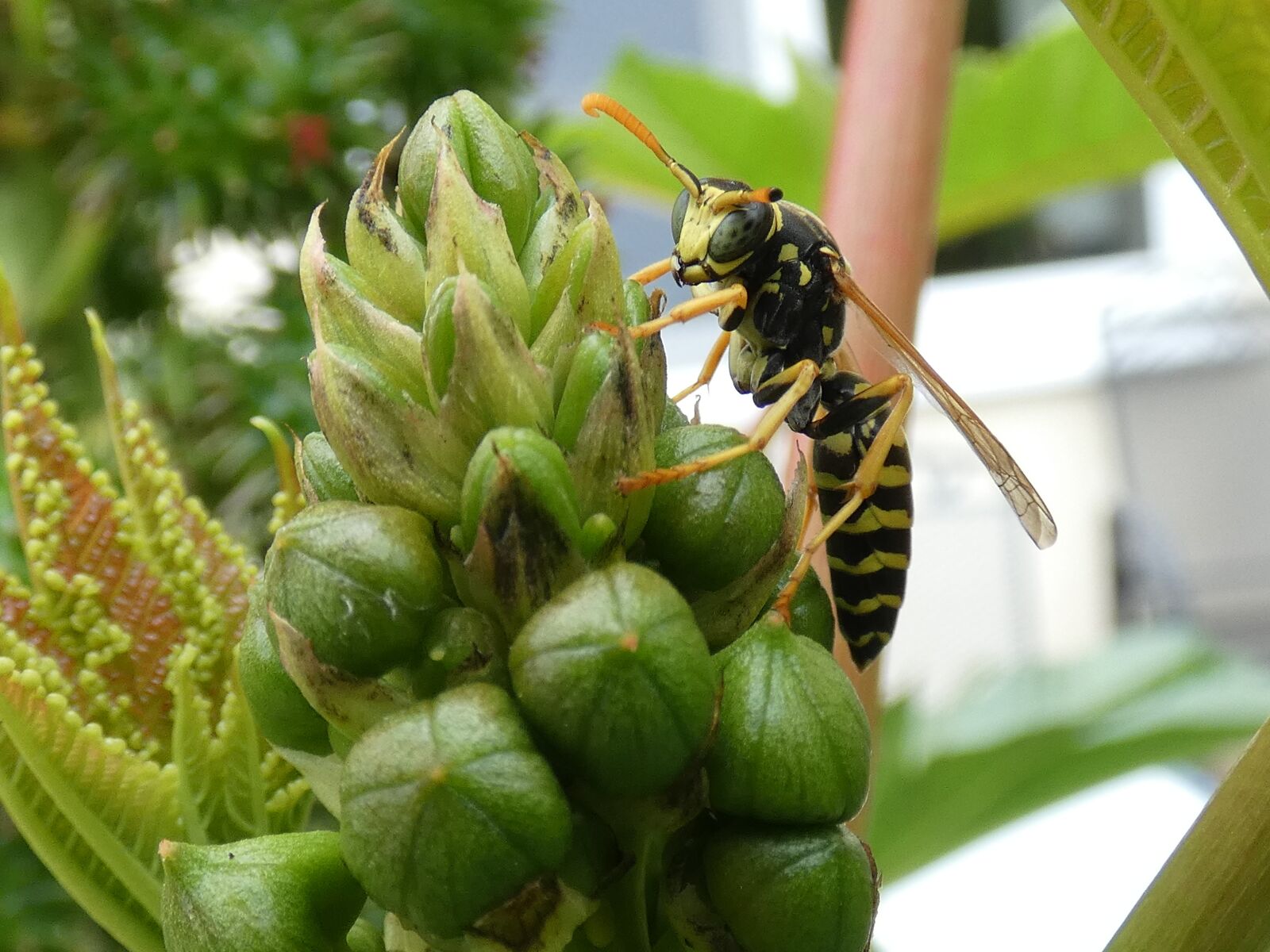 Panasonic Lumix DC-FZ80 (Lumix DC-FZ82) sample photo. Wasp, plant, bud photography
