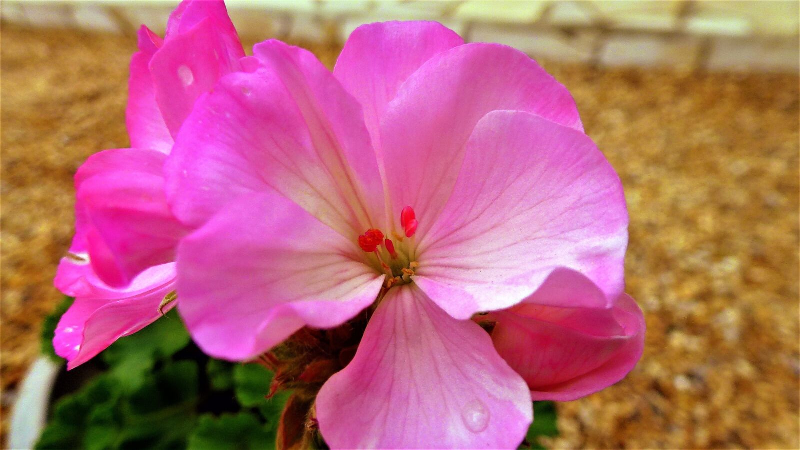 Panasonic Lumix DMC-ZS10 (Lumix DMC-TZ20 / Lumix DMC-TZ22) sample photo. Nature, flower, plant photography