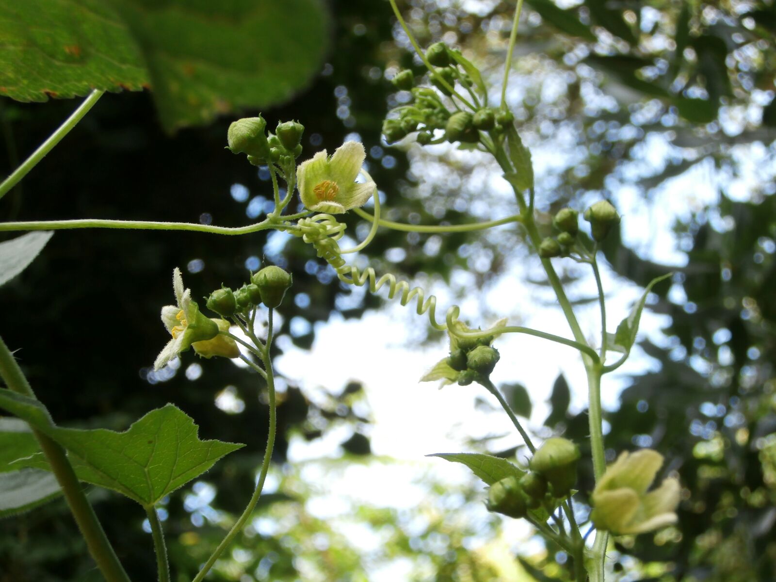 Olympus VR340,D750 sample photo. Wild flower, nature, wild photography