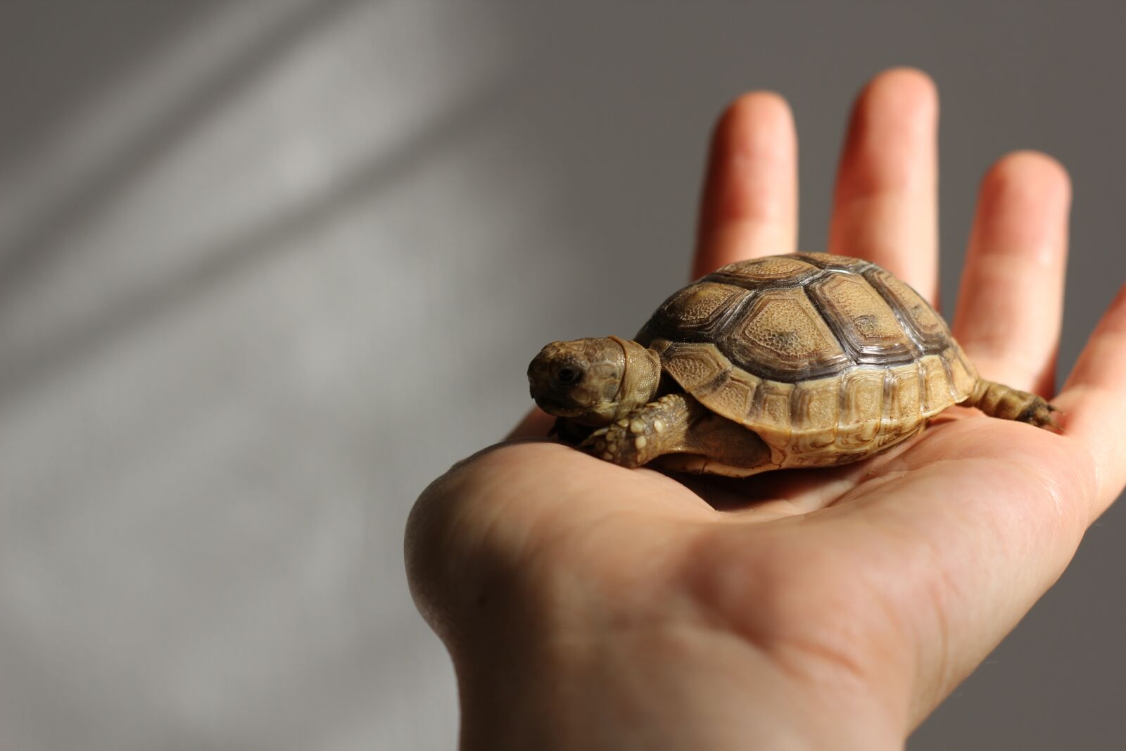 Canon EOS 60D + Canon EF 50mm F1.8 II sample photo. Animals, turtle, cute photography
