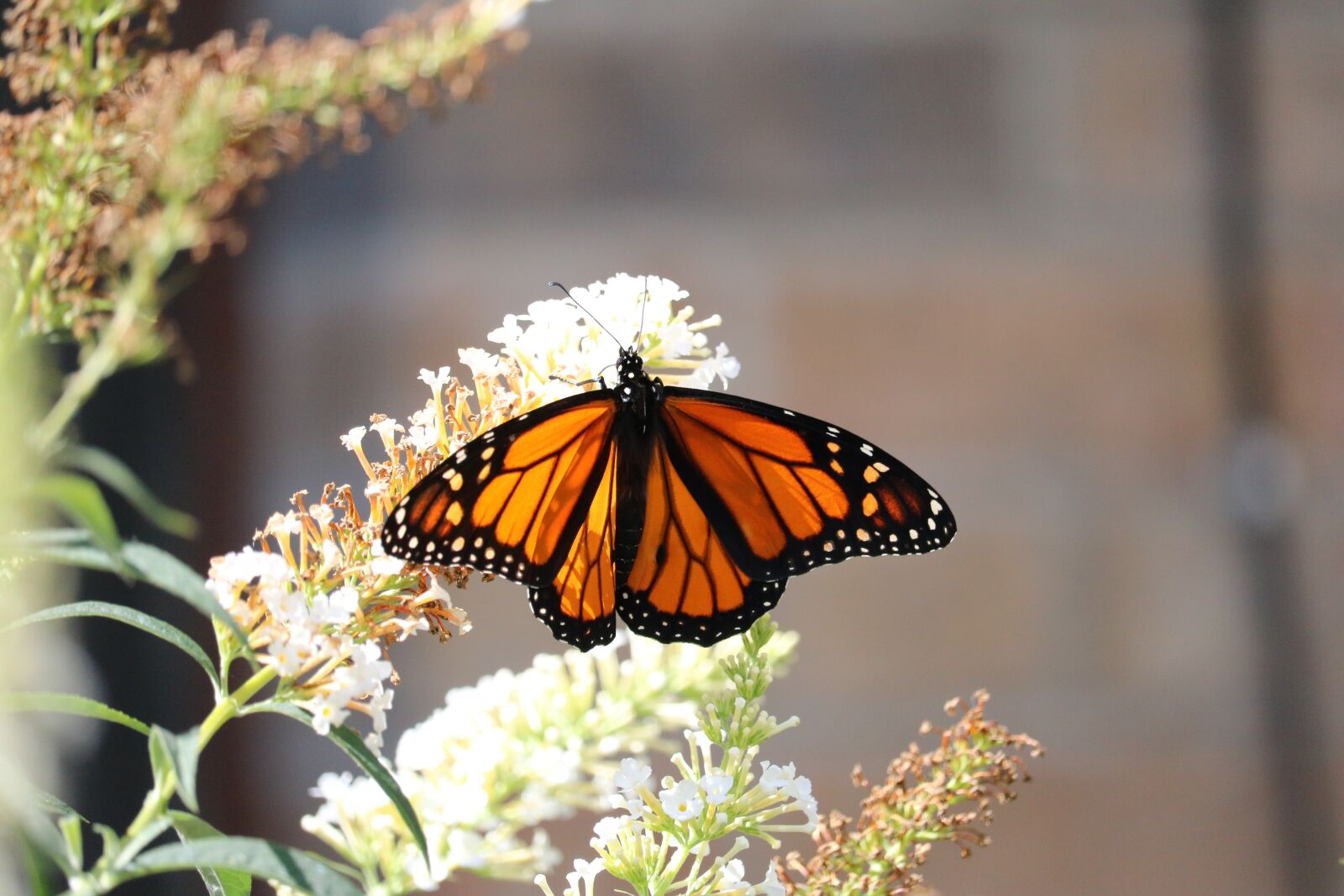 Canon EOS 750D (EOS Rebel T6i / EOS Kiss X8i) + Canon EF-S 55-250mm F4-5.6 IS STM sample photo. Monarch, butterfly, flower photography