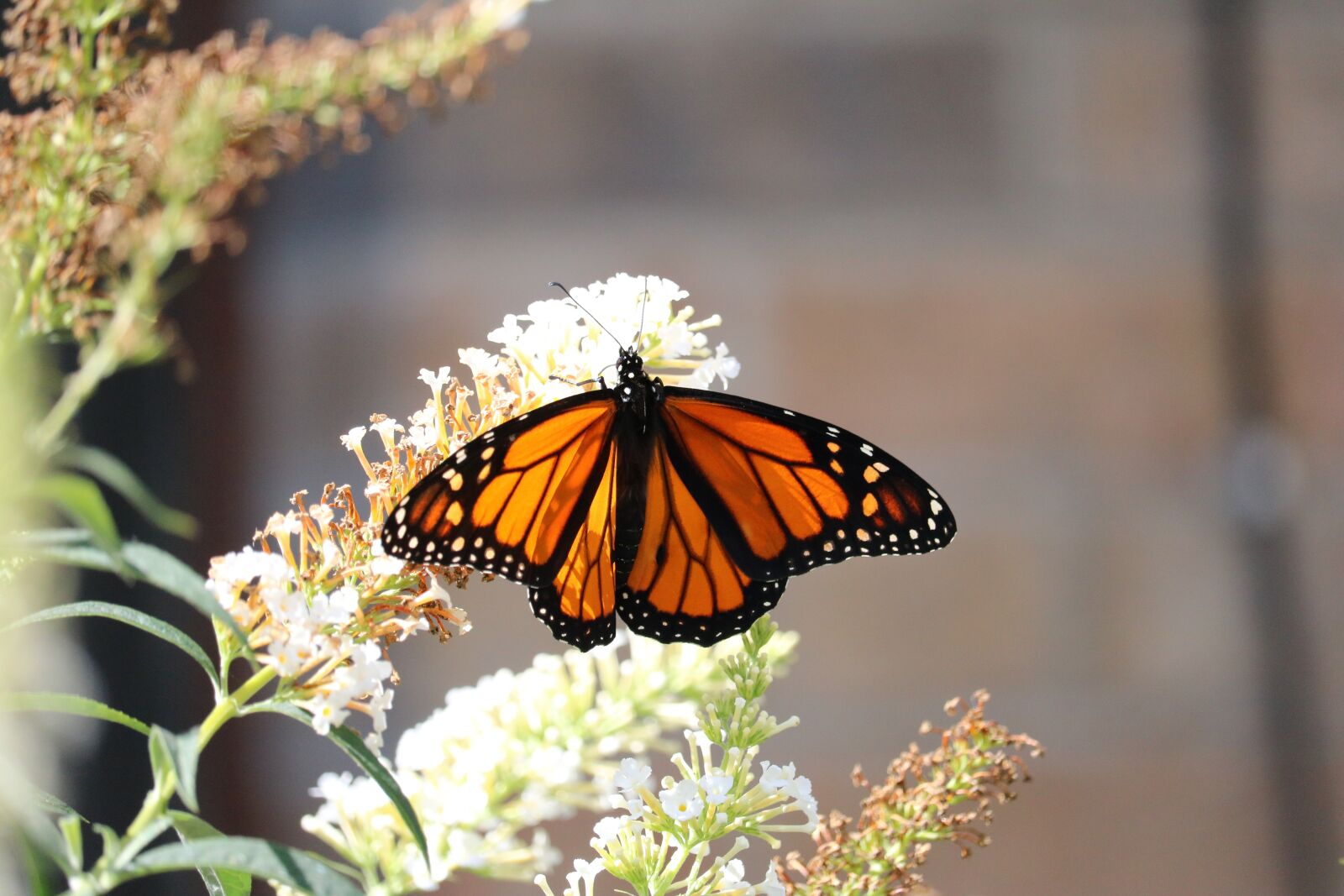 Canon EOS 750D (EOS Rebel T6i / EOS Kiss X8i) sample photo. Monarch, butterfly, flower photography