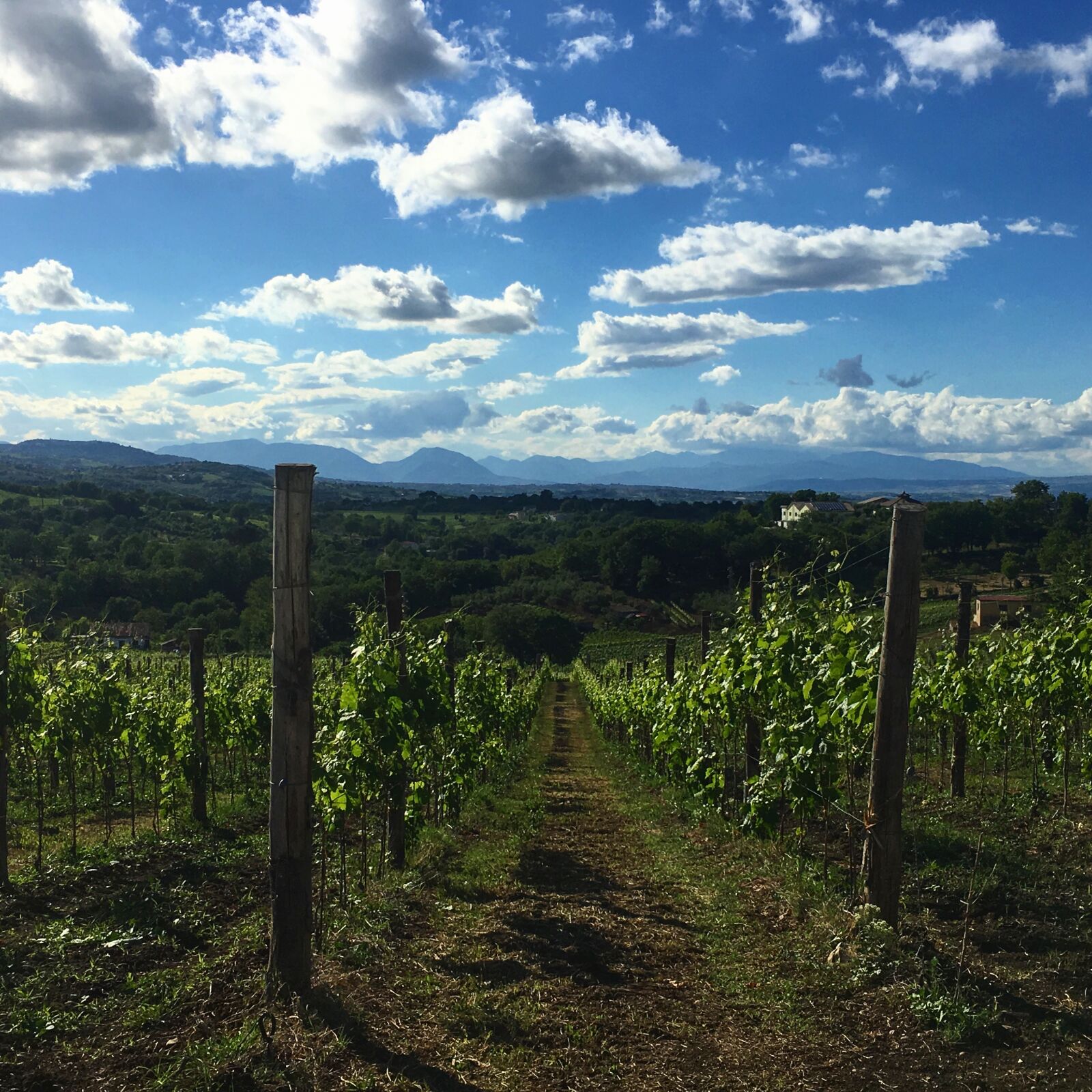 iPhone 6s Plus back camera 4.15mm f/2.2 sample photo. Avellino, irpinia, nature, red photography