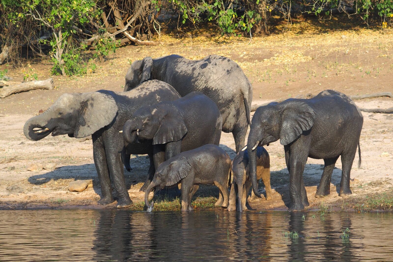 Olympus STYLUS1,1s sample photo. Elephant, botswana, chobe photography