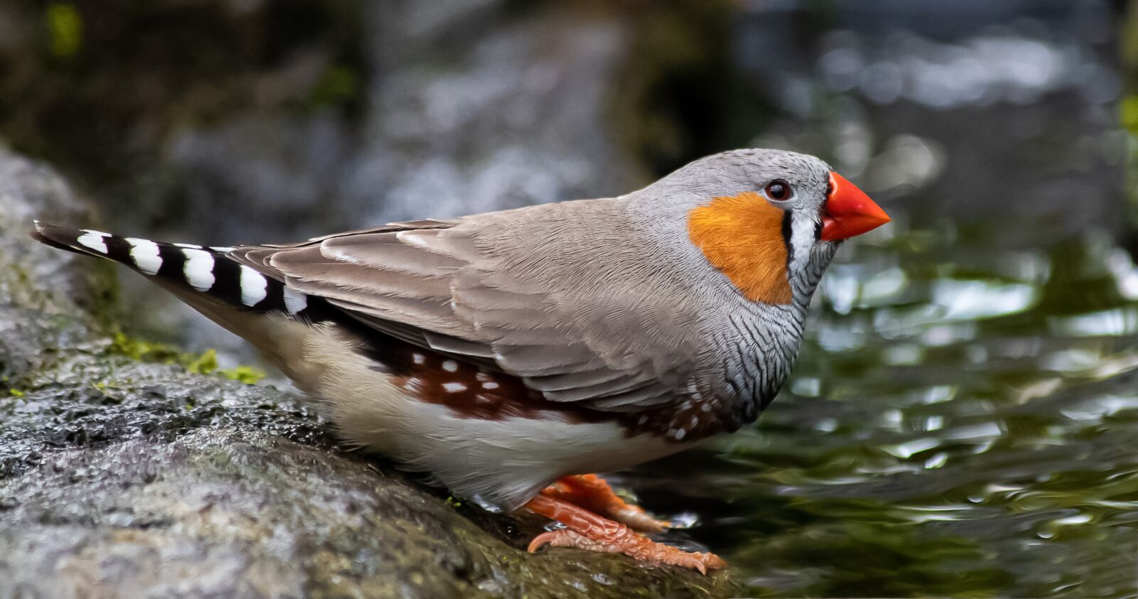 Canon EF 70-300mm F4-5.6 IS USM sample photo. Zebra finch, bird, animal photography