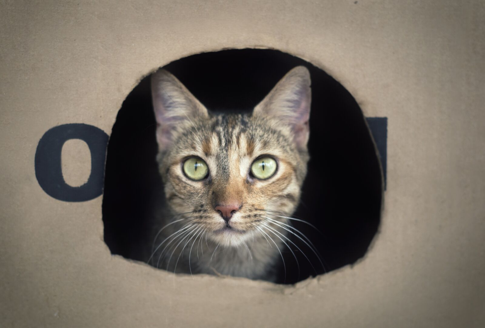 Nikon D3300 sample photo. Cat, box, feline photography