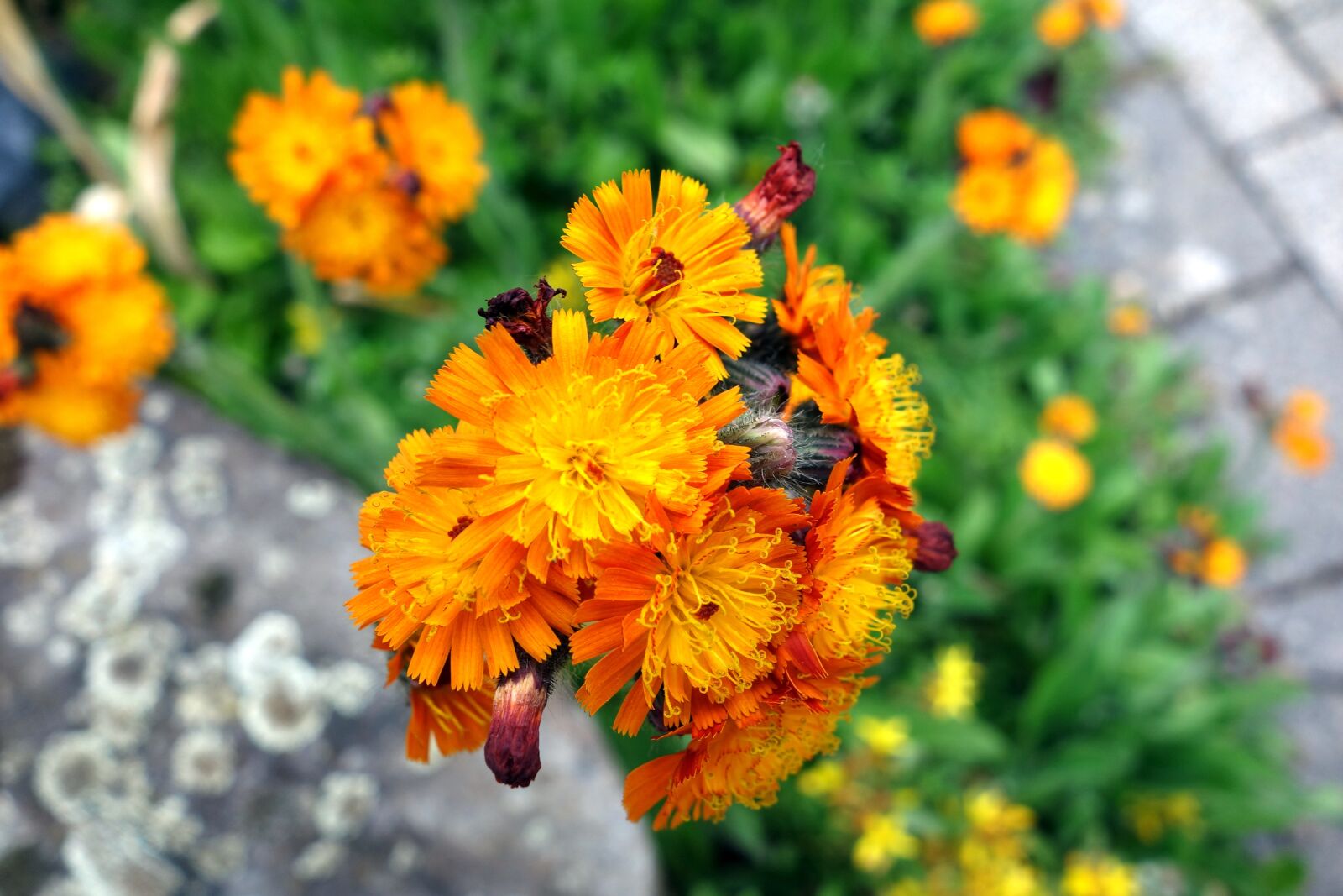 Sony Cyber-shot DSC-RX100 sample photo. Garden, plant, orange photography