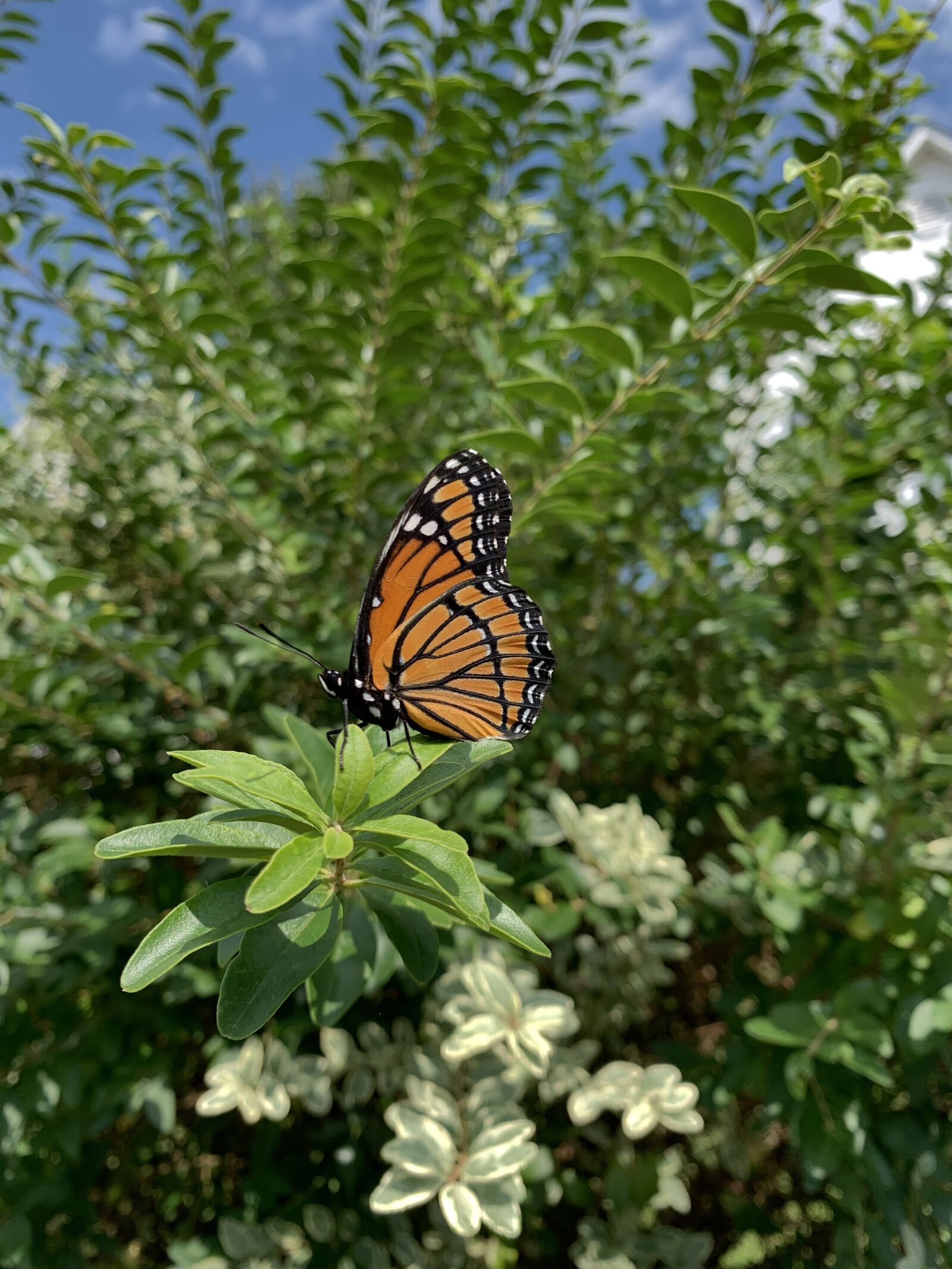 Apple iPhone XR sample photo. Insect, butterfly, wings photography