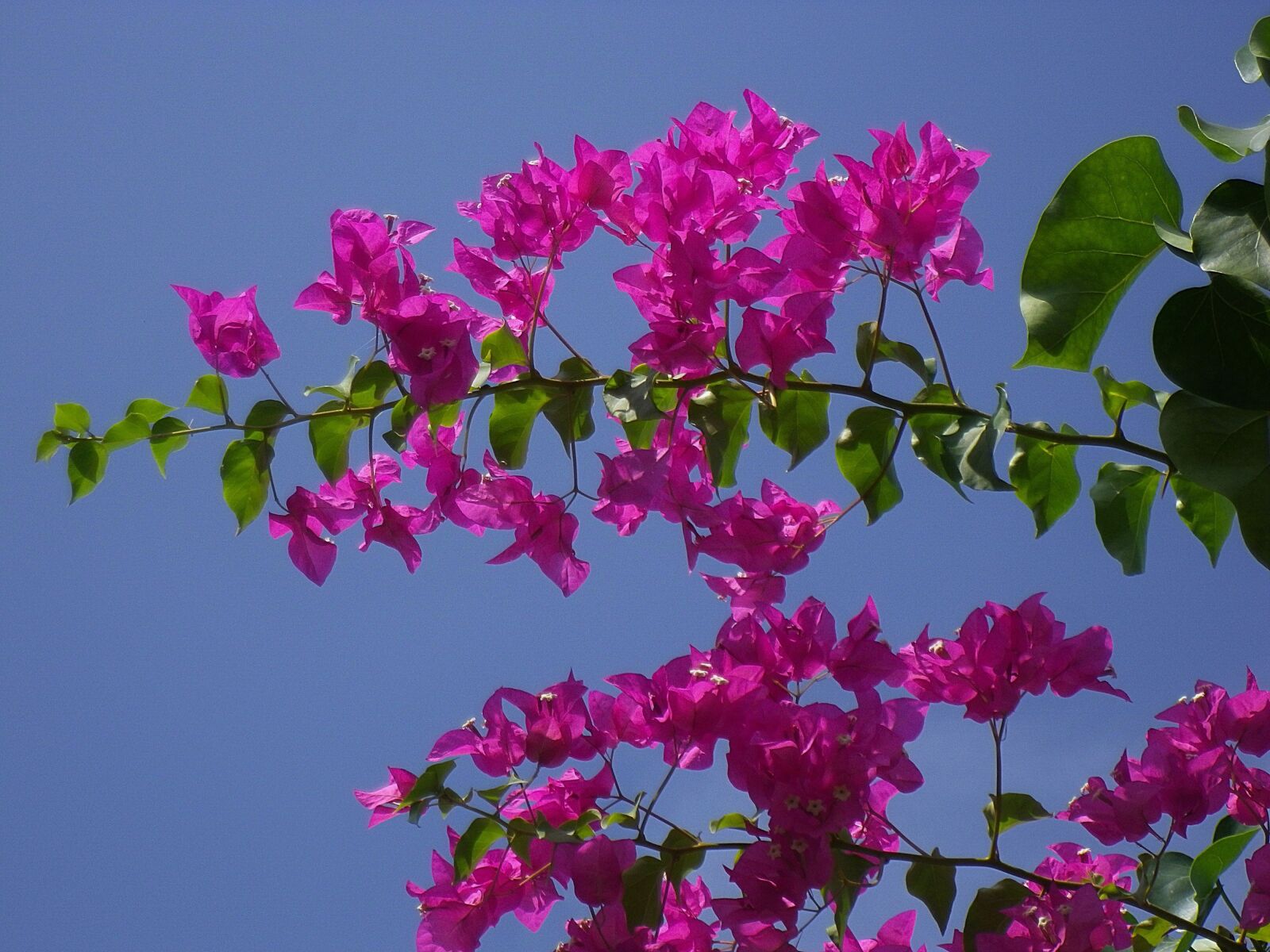 Pentax Optio H90 sample photo. Triple flower, maldives, flowers photography