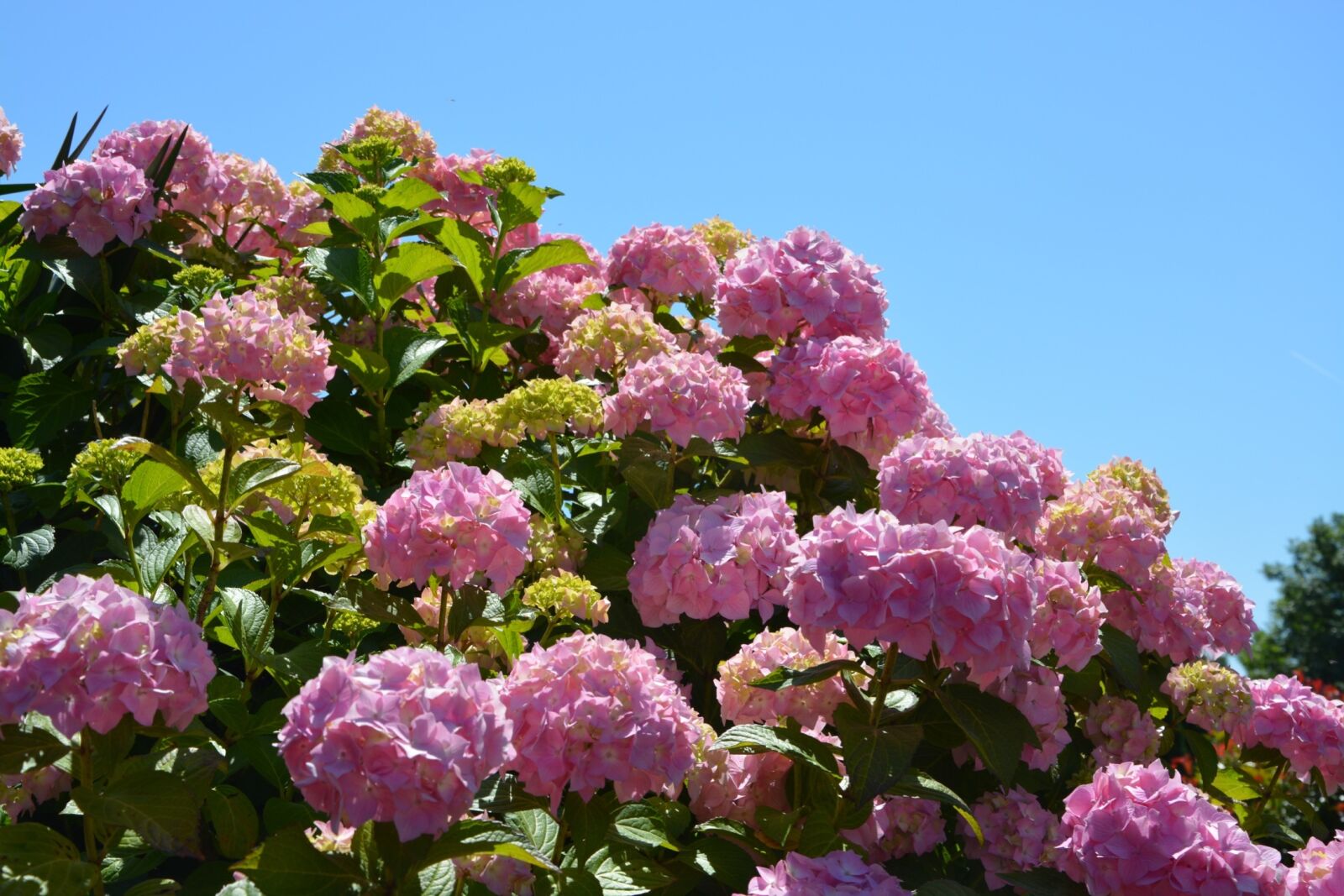 Nikon D5200 sample photo. Hydrangeas, flowers, pink photography
