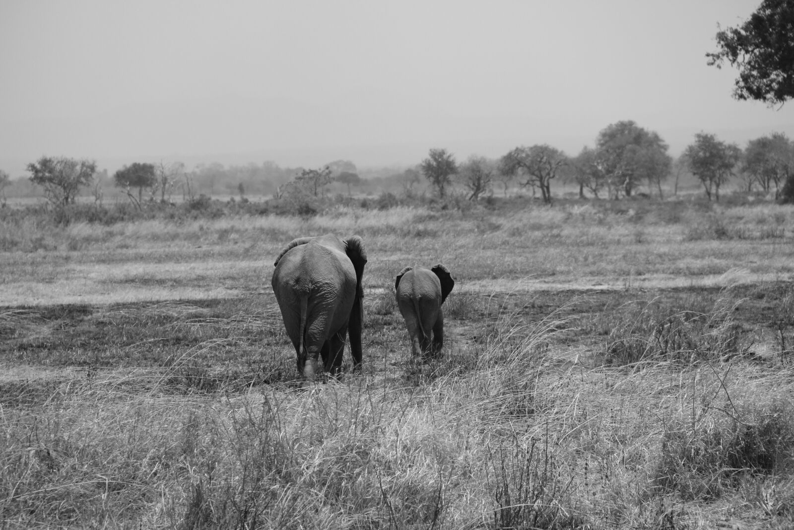 Canon EF-S 18-135mm F3.5-5.6 IS sample photo. Safari, africa, tanzania photography