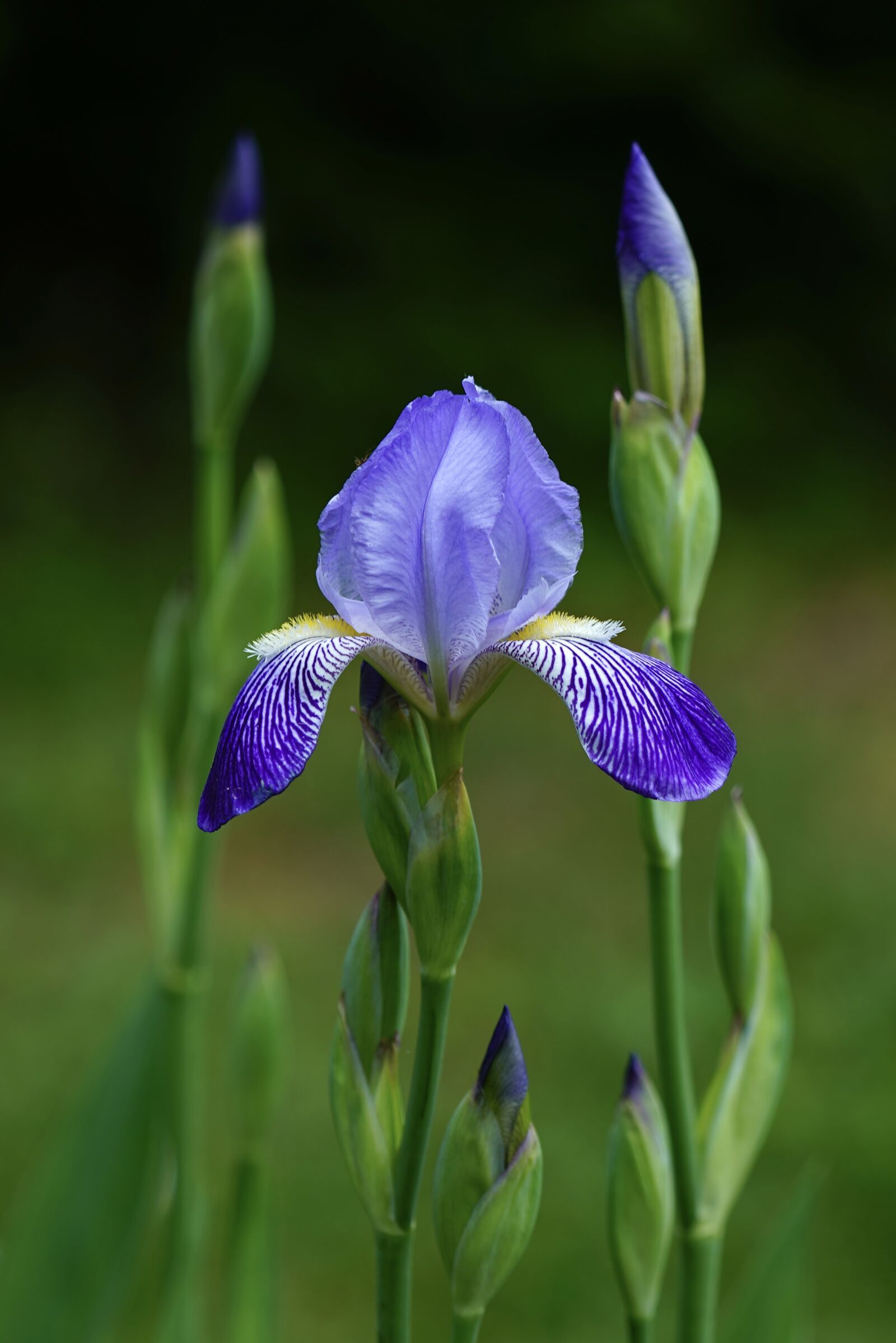Sony FE 70-200mm F4 G OSS sample photo. Iris, iris flower, blossom photography