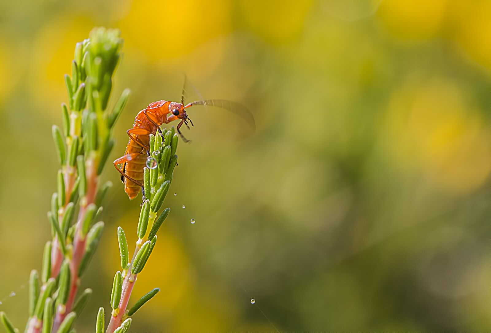 Canon EOS 70D + Canon EF 100mm F2.8L Macro IS USM sample photo. Macro, animal, national photography