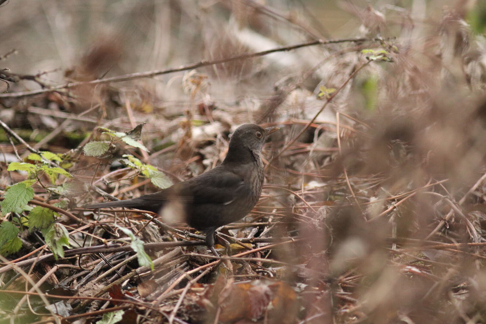 Canon EF 300mm F4L IS USM sample photo