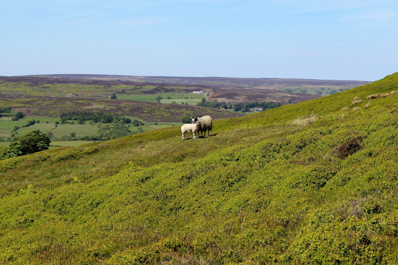 Canon EOS 100D (EOS Rebel SL1 / EOS Kiss X7) sample photo. Yorkshire moors, england, yorkshire photography