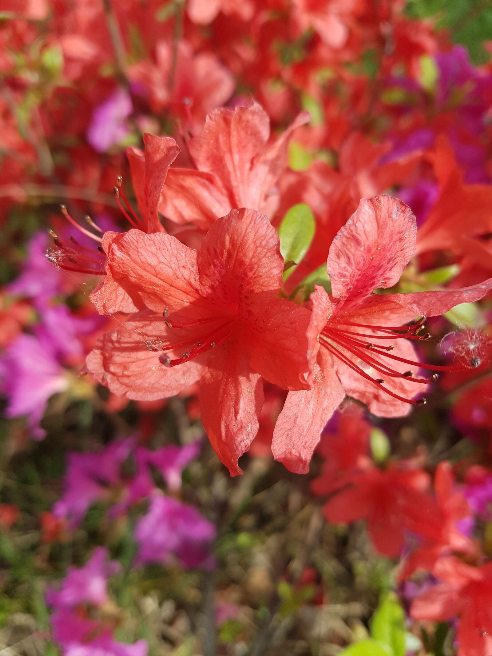 Samsung Galaxy S7 sample photo. Pink flowers, red flowers photography
