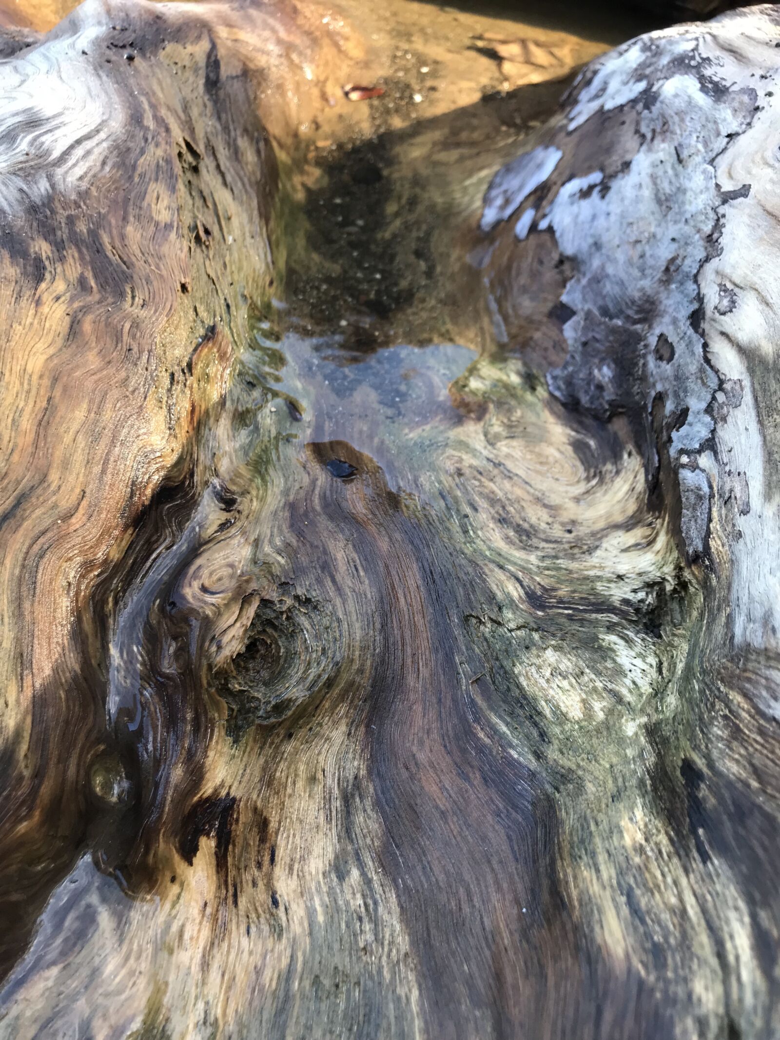 Apple iPhone 7 Plus sample photo. Driftwood, tree, texture photography