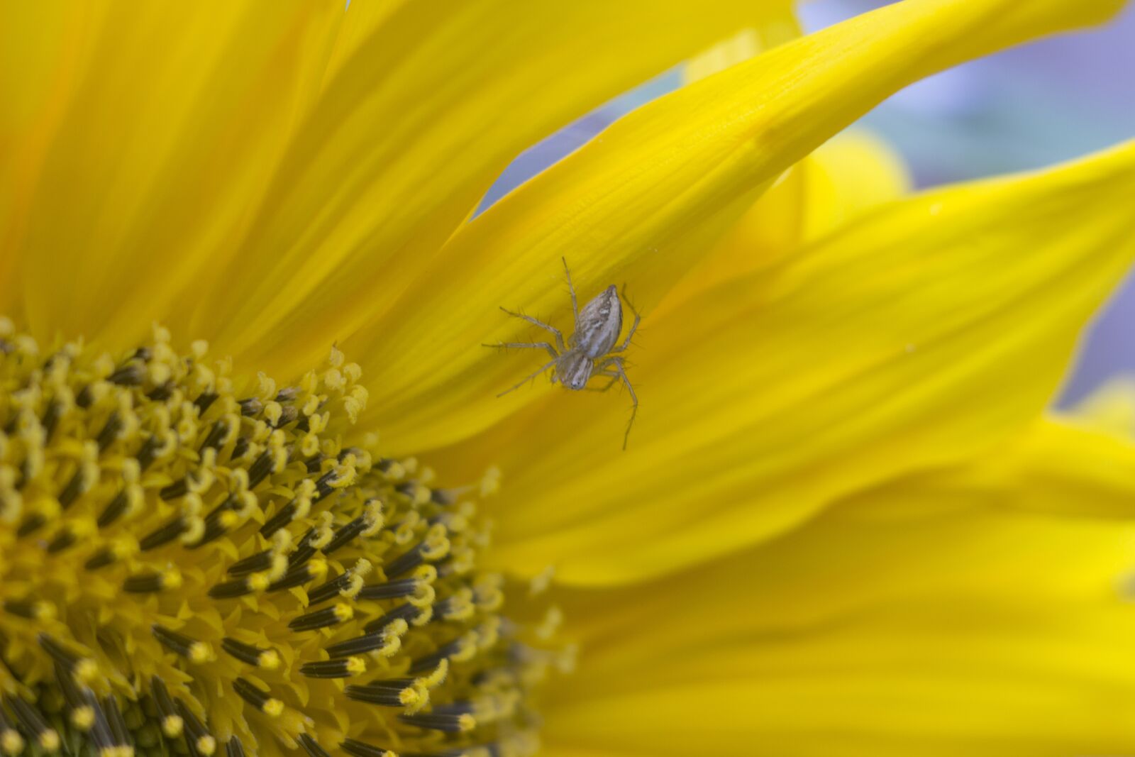 Canon EOS 600D (Rebel EOS T3i / EOS Kiss X5) sample photo. Spider, flower, plant photography