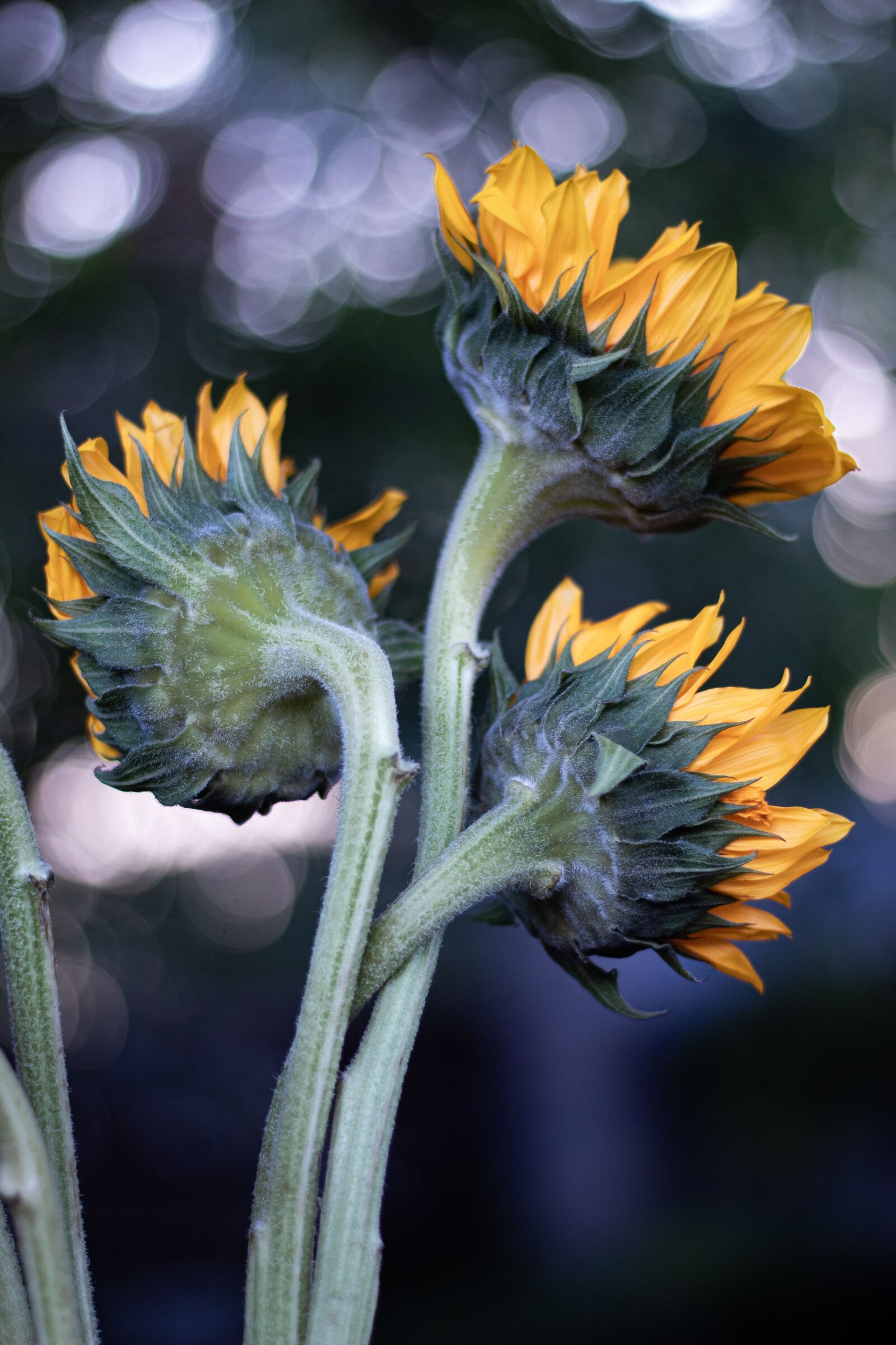 Canon EF 50mm F1.8 STM sample photo. Sunflower, sunflowers, summer photography